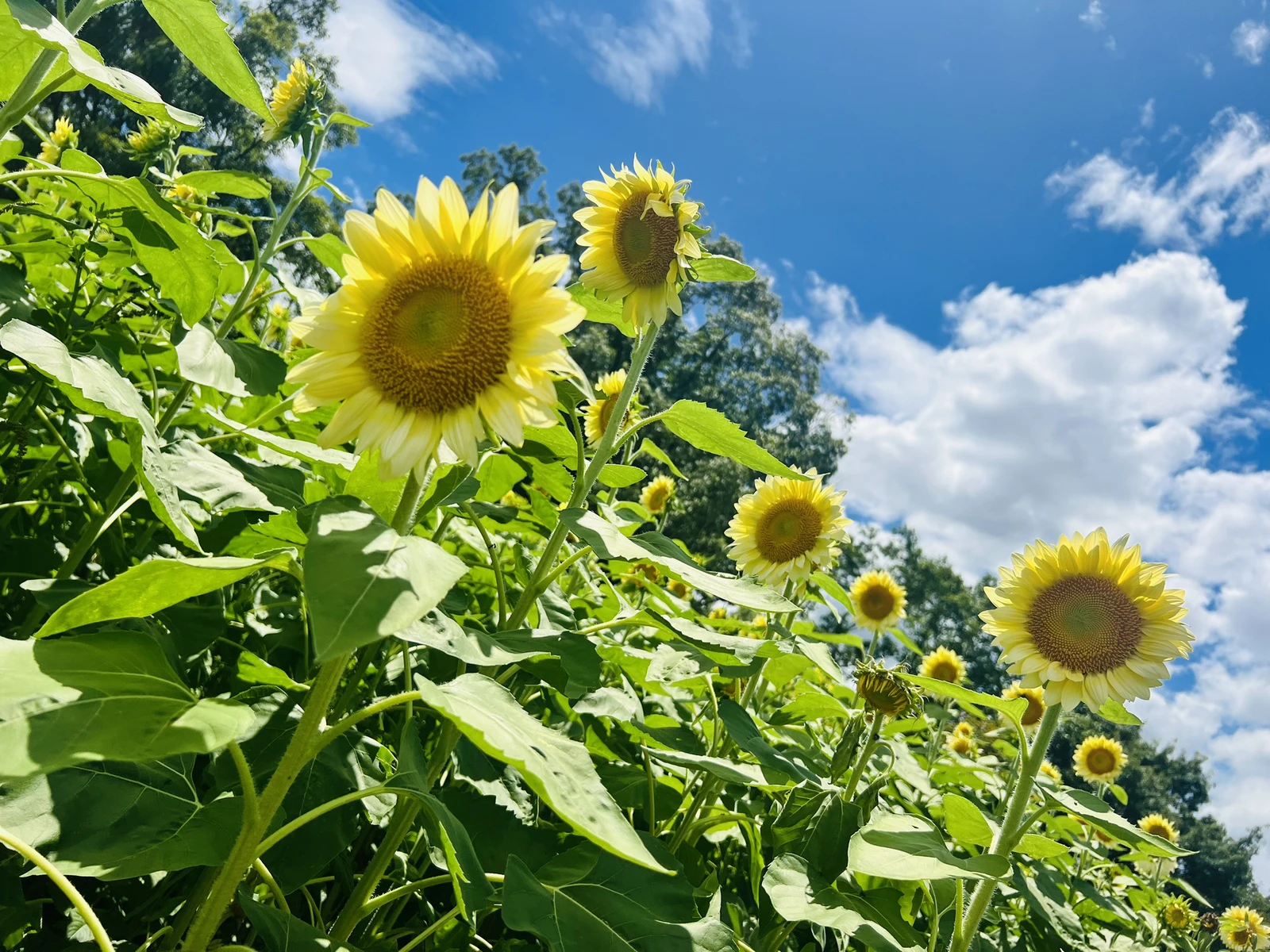 夏らしいこと 리사が投稿したフォトブック Lemon8