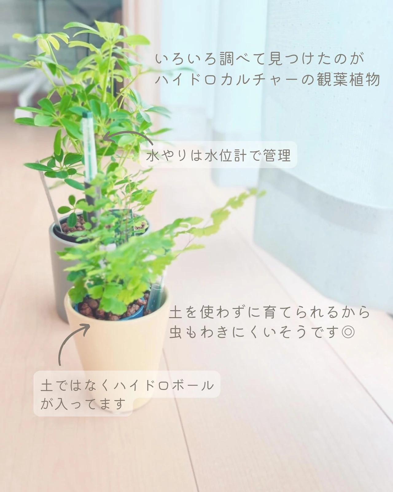 虫がわきにくい 土を使わない観葉植物 あい ゆるく整える暮らし 𖤥が投稿したフォトブック Lemon8