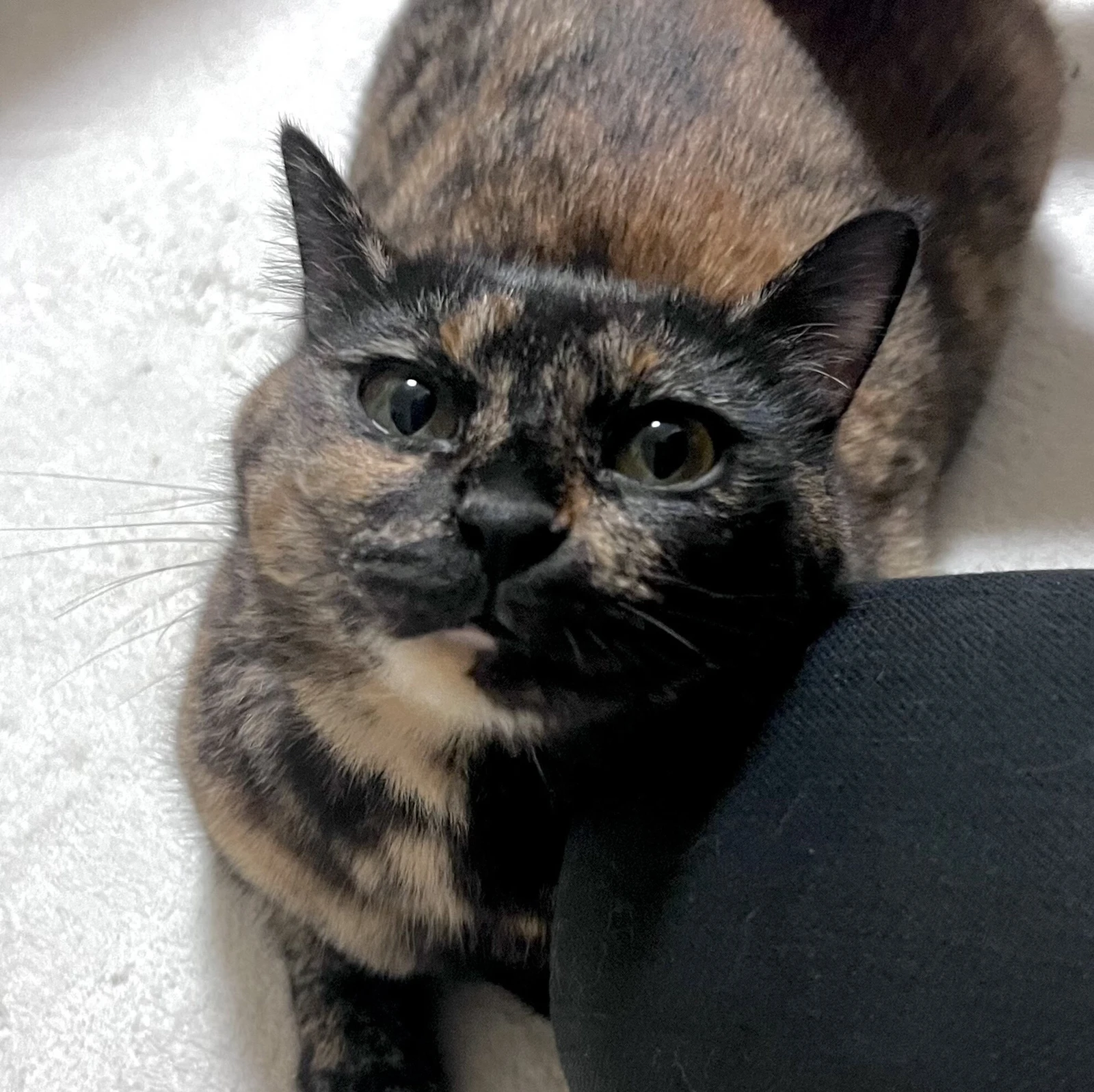 ぴとっとくっついて甘えるサビちゃん Saviが投稿したフォトブック Lemon8 ぴとっとくっついて甘えるサビちゃん Saviが投稿したフォトブック Lemon8