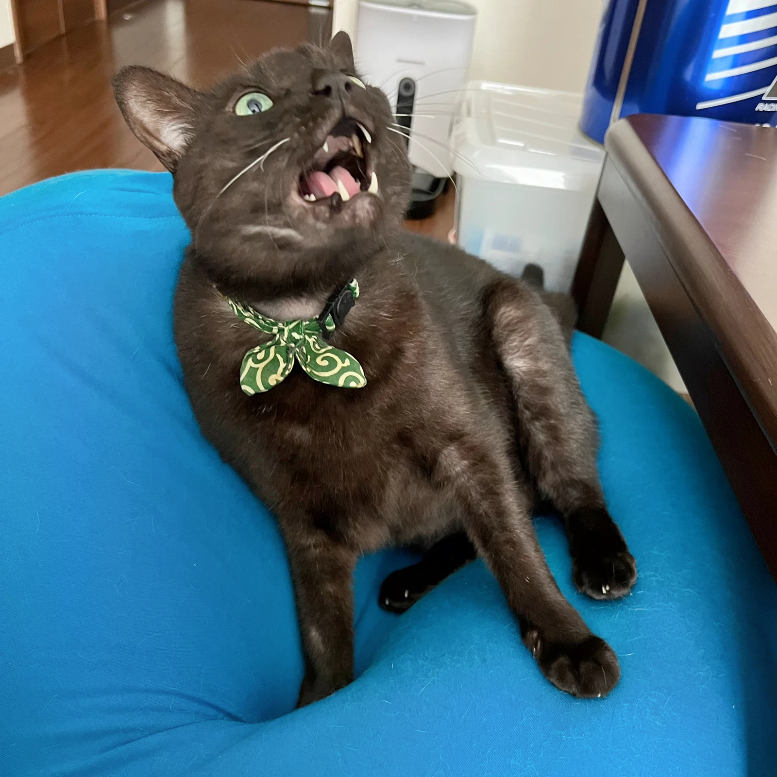 猫遊び道具 Lemon8