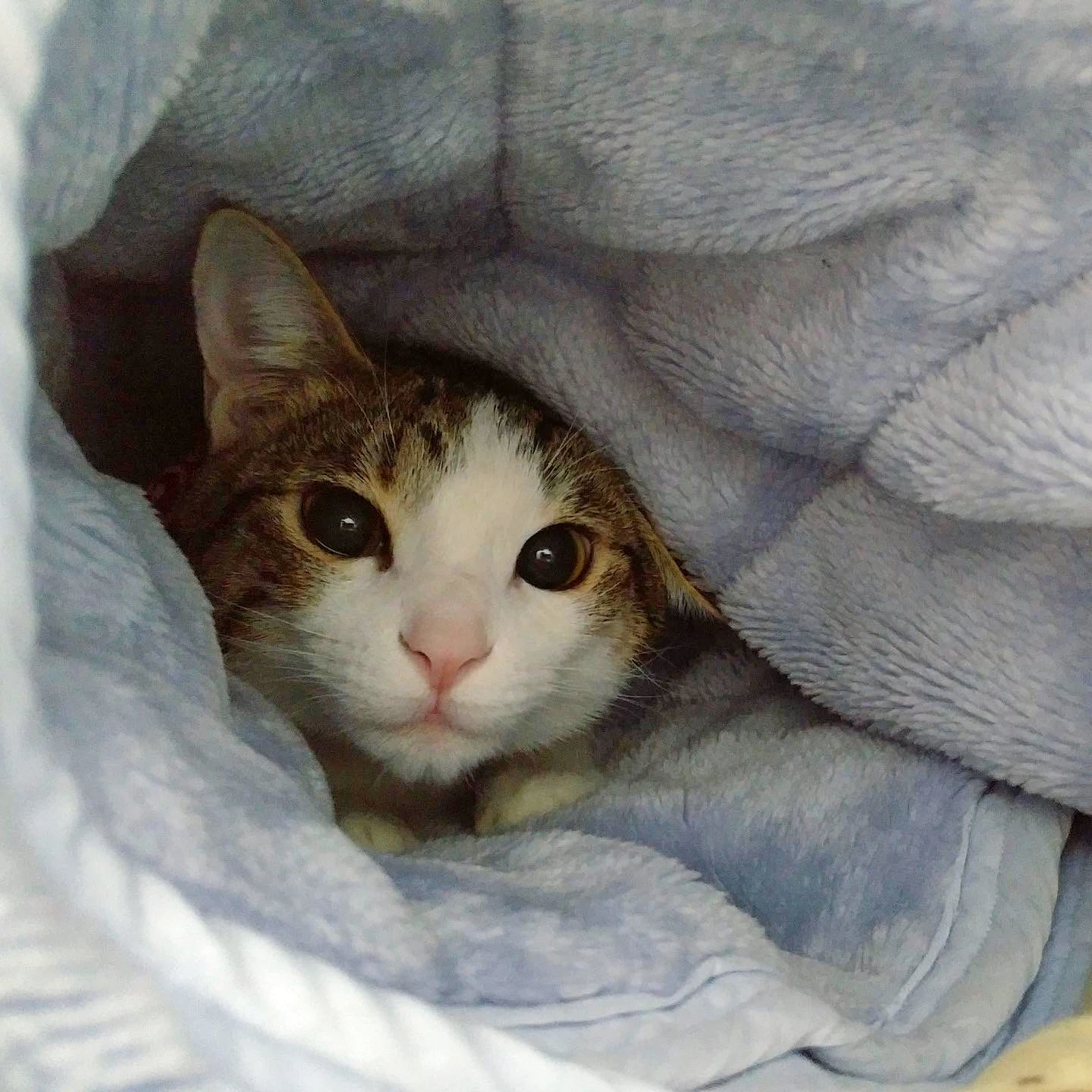 布団に包まれる猫 コンとノン 保護猫 が投稿したフォトブック Lemon8