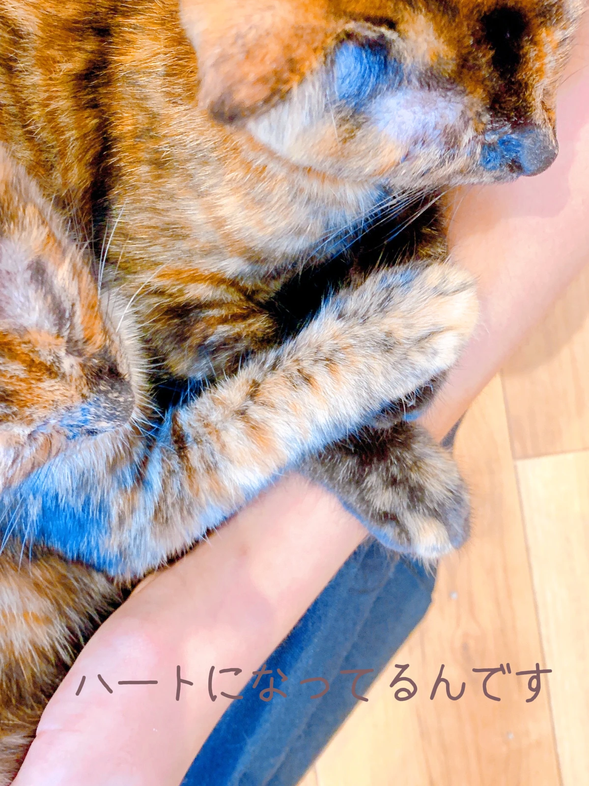 ハート猫 Lemon8