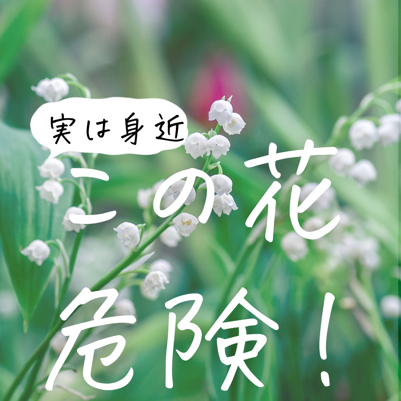 毒のある花 知っておこう りんご が投稿したフォトブック Lemon8