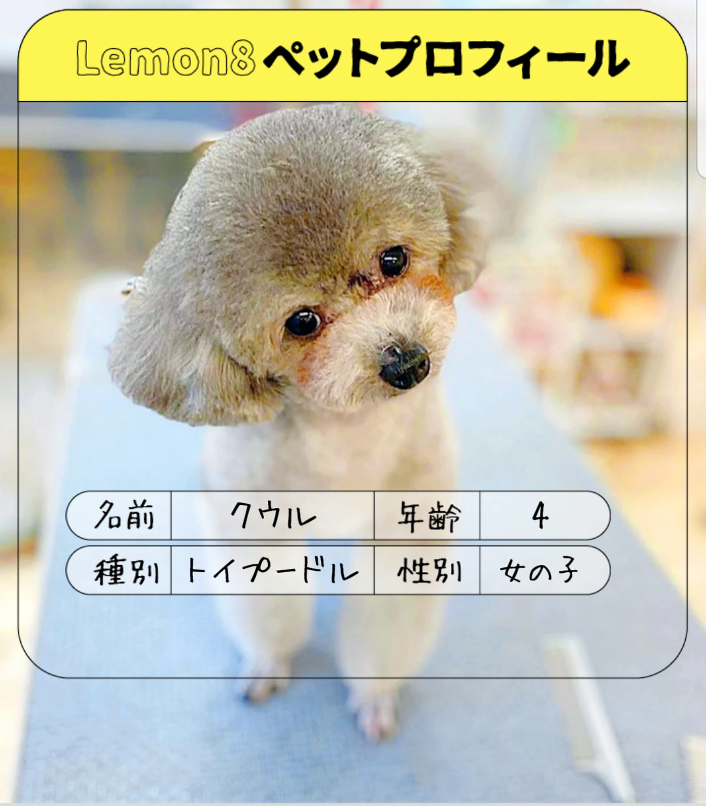 トイプードルシルバー Lemon8