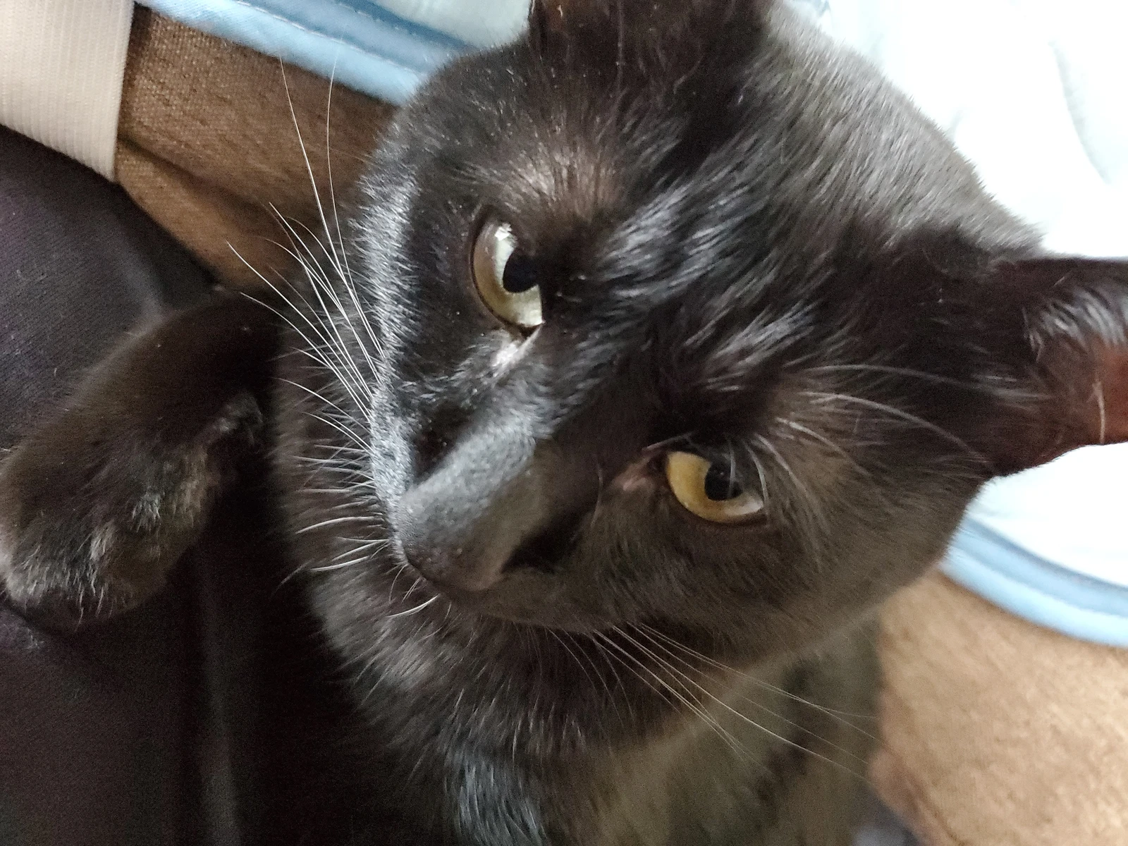 イケメン猫様への感謝 ひぃ1が投稿したフォトブック Lemon8 イケメン猫様への感謝 ひぃ1が投稿したフォトブック Lemon8