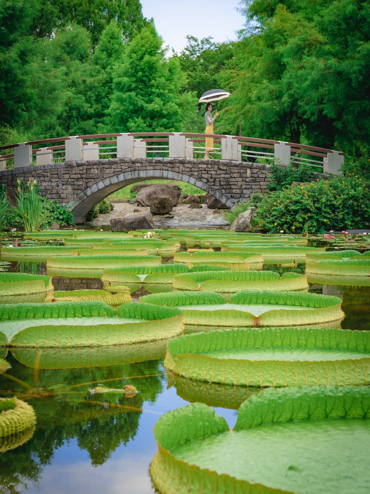 【死ぬまでに絶対行きたい日本の絶景】水生植物公園@滋賀の画像 (1枚目)