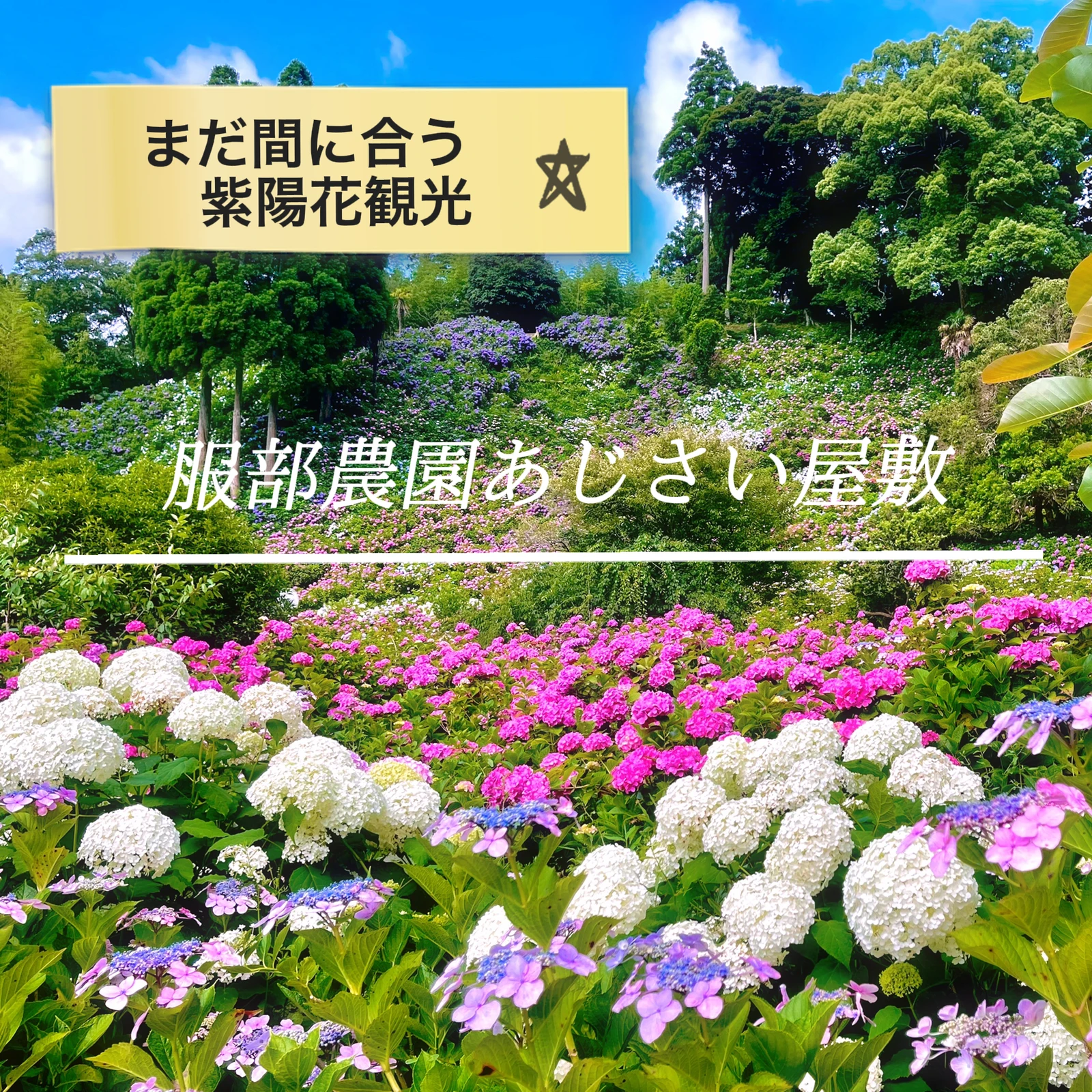 まだ間に合う紫陽花観光 千葉県服部農園あじさい屋敷 ひまわり が投稿したフォトブック Lemon8
