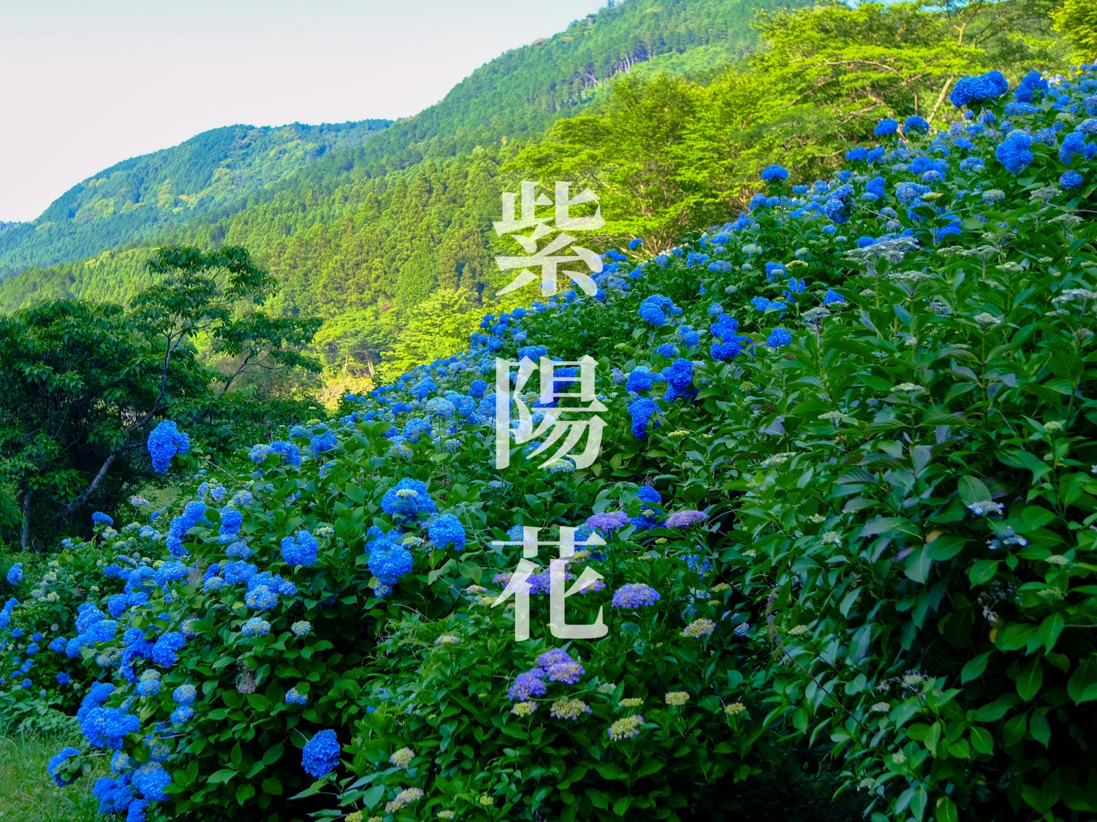 佐賀 紫陽花 中木庭ダム Kousoukuraiが投稿したフォトブック Lemon8