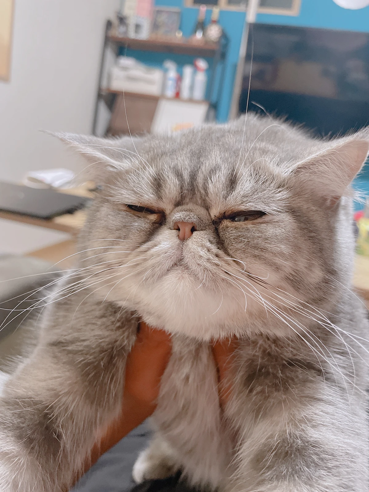 ぶ ぶちゃあ ななこねこ日記が投稿したフォトブック Lemon8