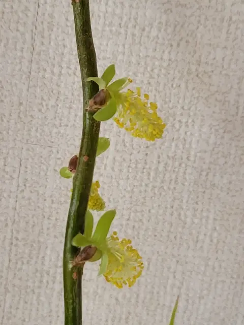 雲竜柳 育て方 Lemon8 雲竜柳 育て方 Lemon8