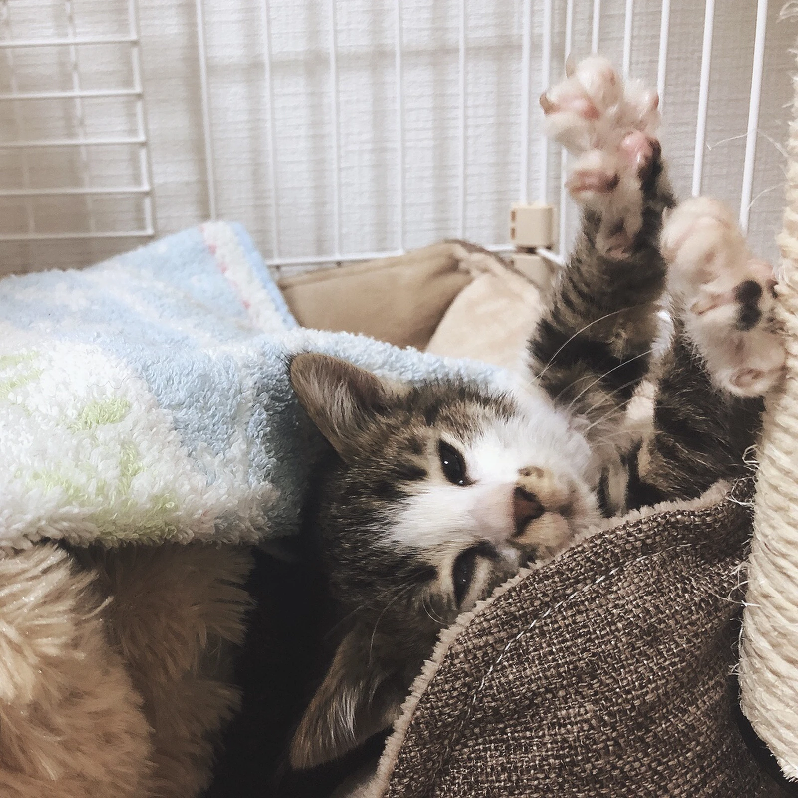 靴下猫のたろです 靴下をはいた猫 たろが投稿したフォトブック Lemon8