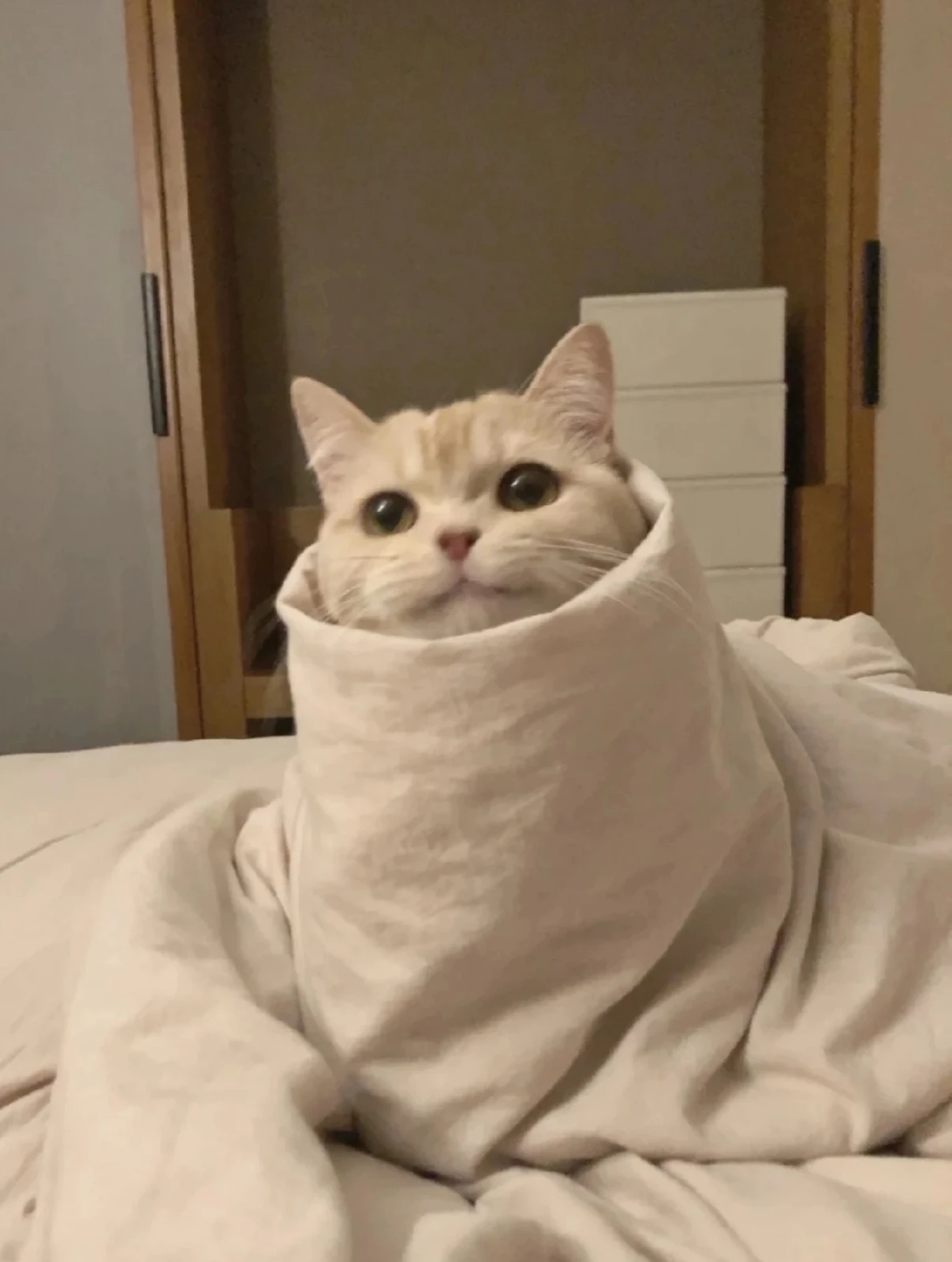 布団にくるまる猫 みほが投稿したフォトブック Lemon8