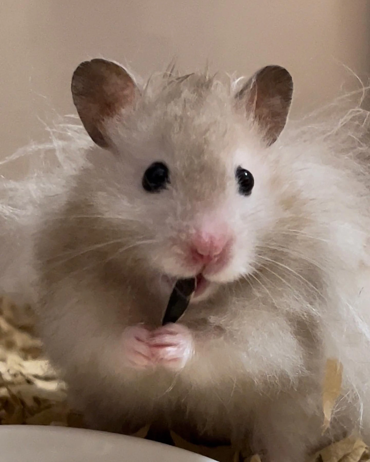 ひまわりの種がくっつくハムスターとthe Current 北澤平祐作品集 北澤平祐 はむけんが投稿したフォトブック Lemon8