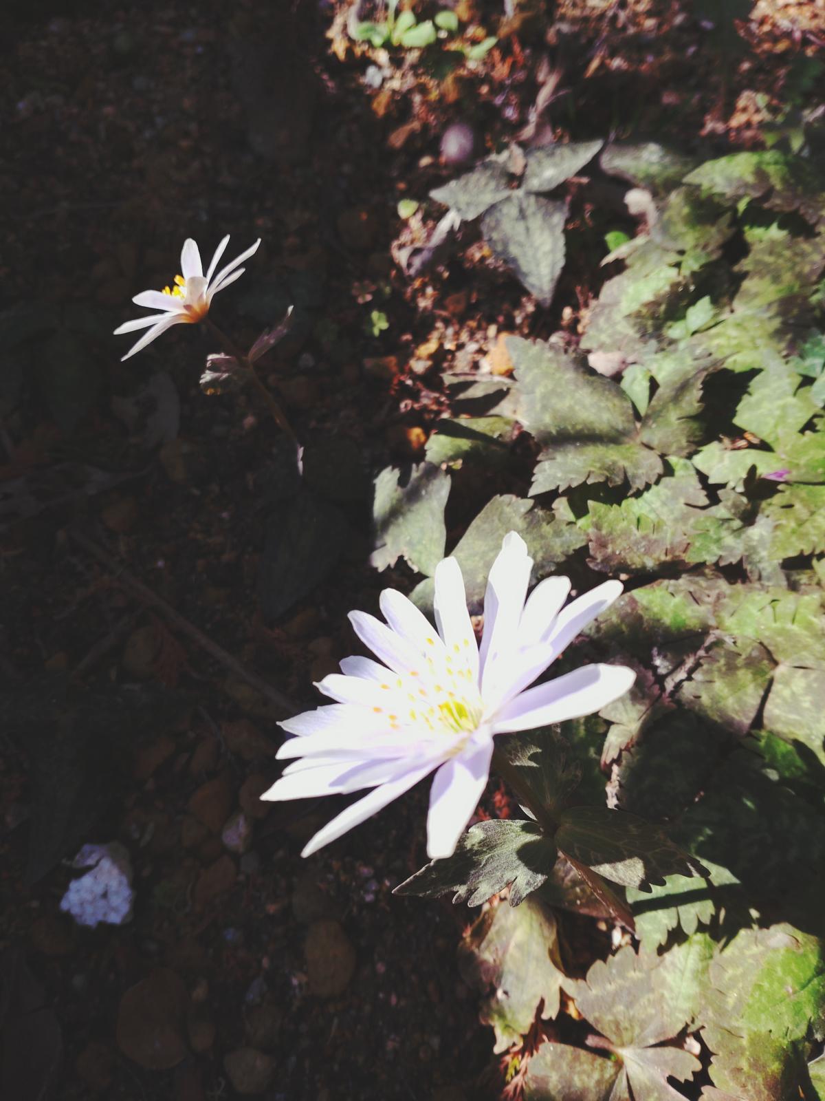 庭に咲く山の花 瀬戸内 B子が投稿したフォトブック Lemon8