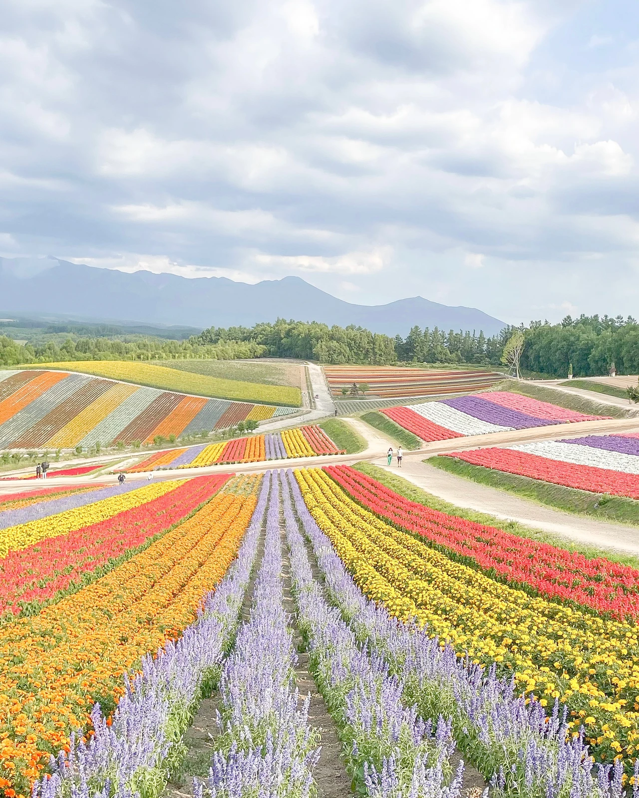 この夏行きたい 日本の絶景花畑 きゃな お洒落旅が投稿したフォトブック Lemon8
