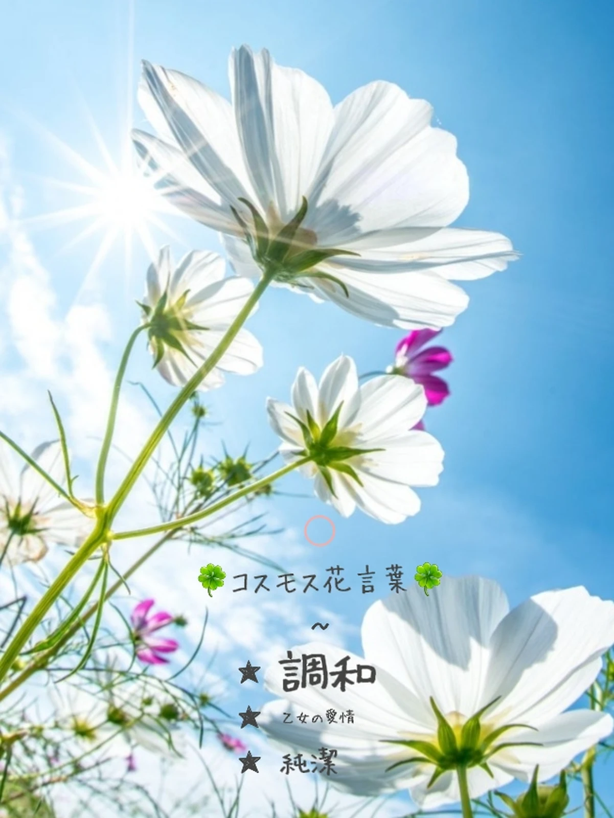 コスモス 花言葉 まさみ63が投稿したフォトブック Lemon8