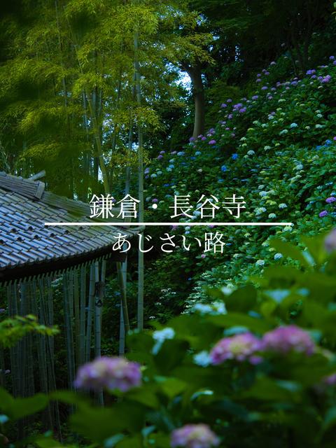 【鎌倉】撮り方と撮る時間が変わるだけで見え方が変わる長谷寺のあじさいを紹介🪷🌳