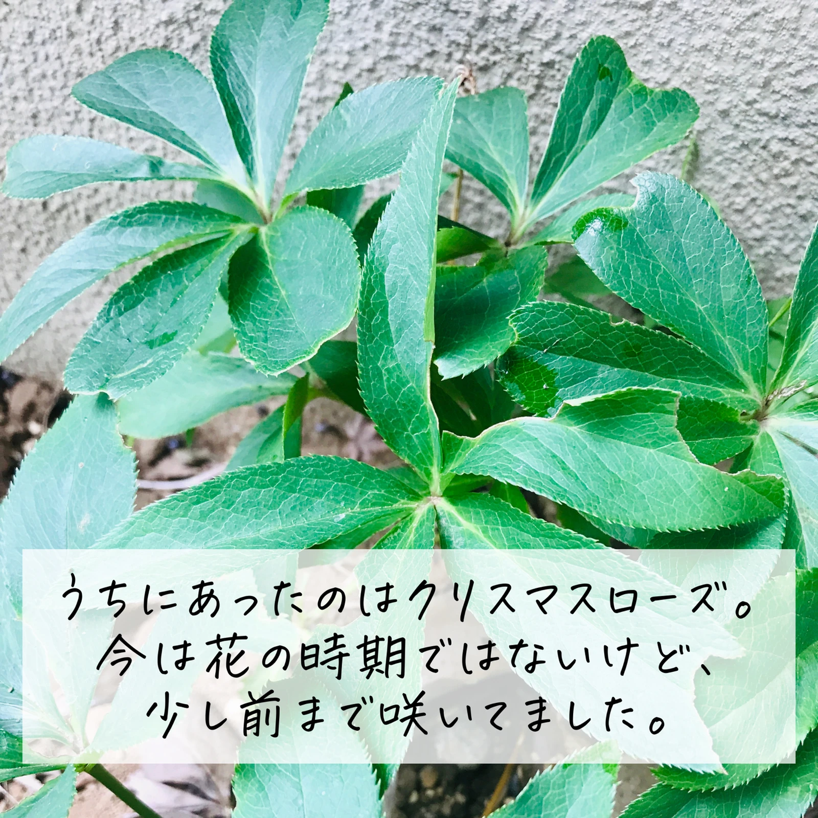 毒のある花 知っておこう りんご が投稿したフォトブック Lemon8