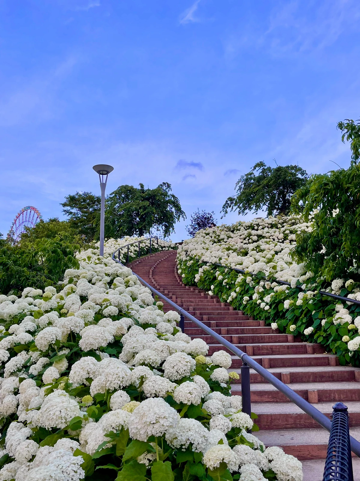 お台場の紫陽花は夜がお勧め ひまわり が投稿したフォトブック Lemon8