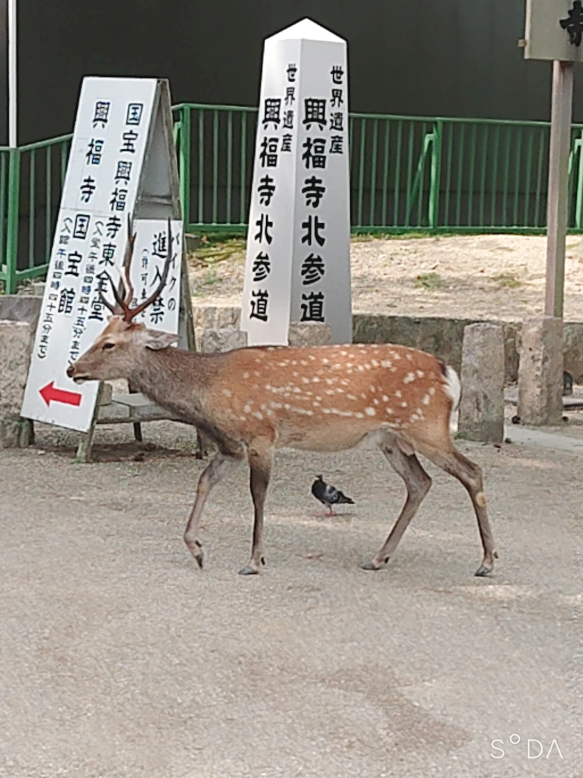 鹿 奈良 可愛い さひこが投稿したフォトブック Lemon8