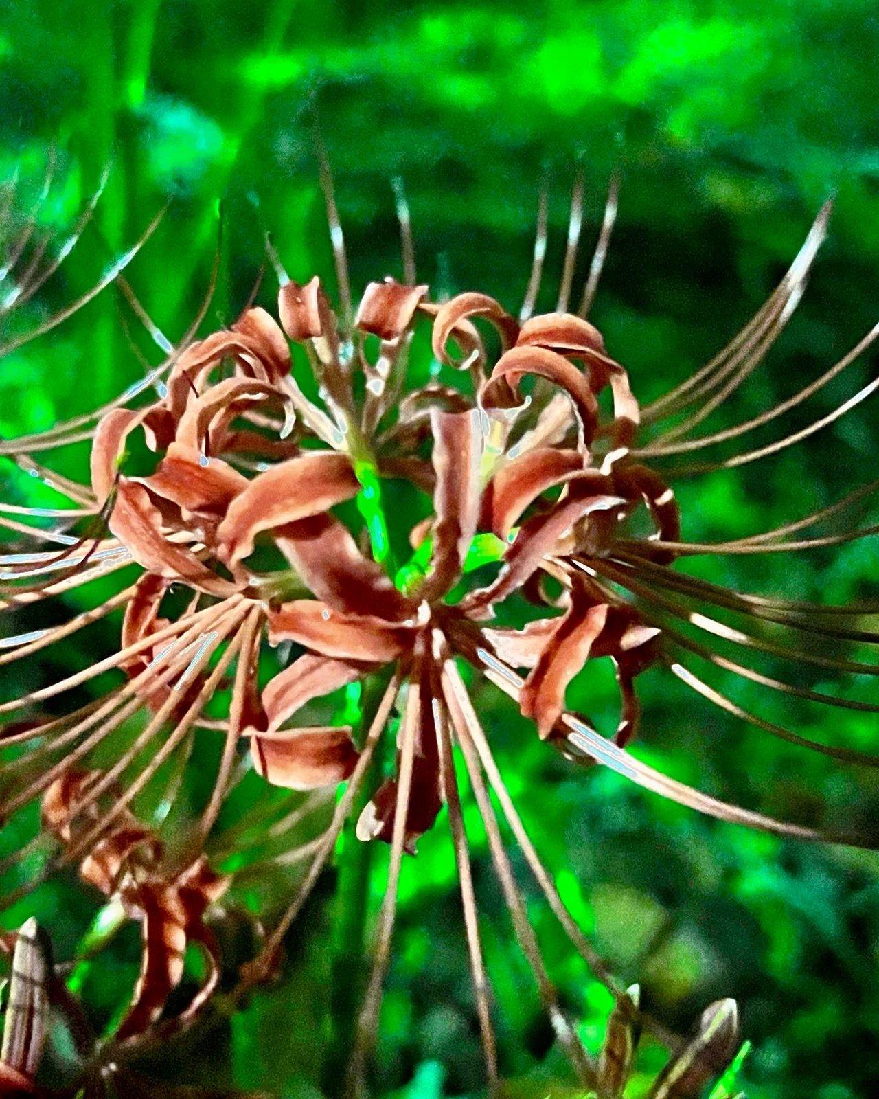 茨城県行方市 西連寺 彼岸花 花言葉 情熱 再会 悲しい思い出 まだ少し早かったです W Hiroxが投稿したフォトブック Lemon8