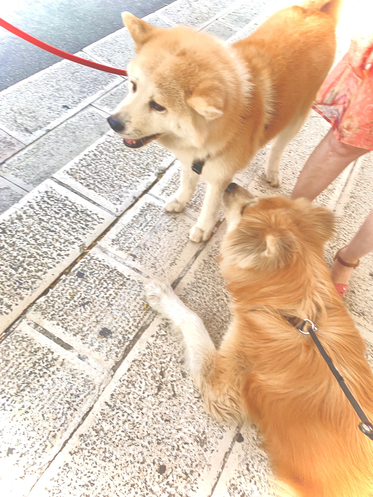 イタリアの秋田犬は日本の3倍 秋田犬 サンゴが投稿したフォトブック Lemon8