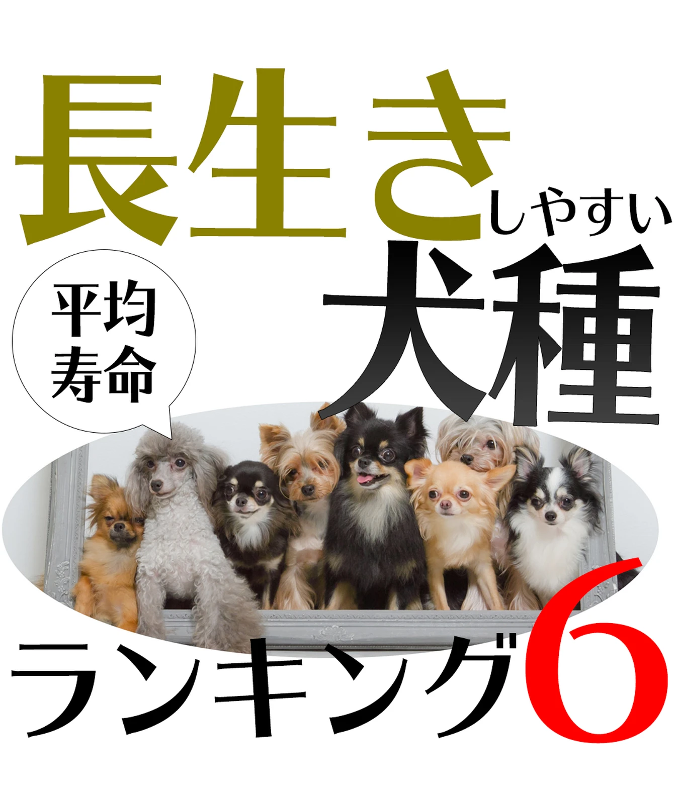 犬の犬種別の長生きランキング 犬ラブメディア部が投稿したフォトブック Lemon8