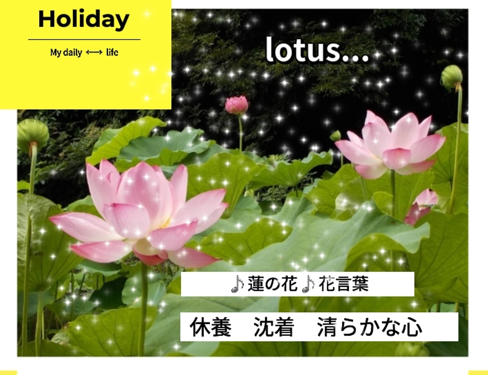 蓮の花 Lotus 花言葉 まさみ63が投稿したフォトブック Lemon8
