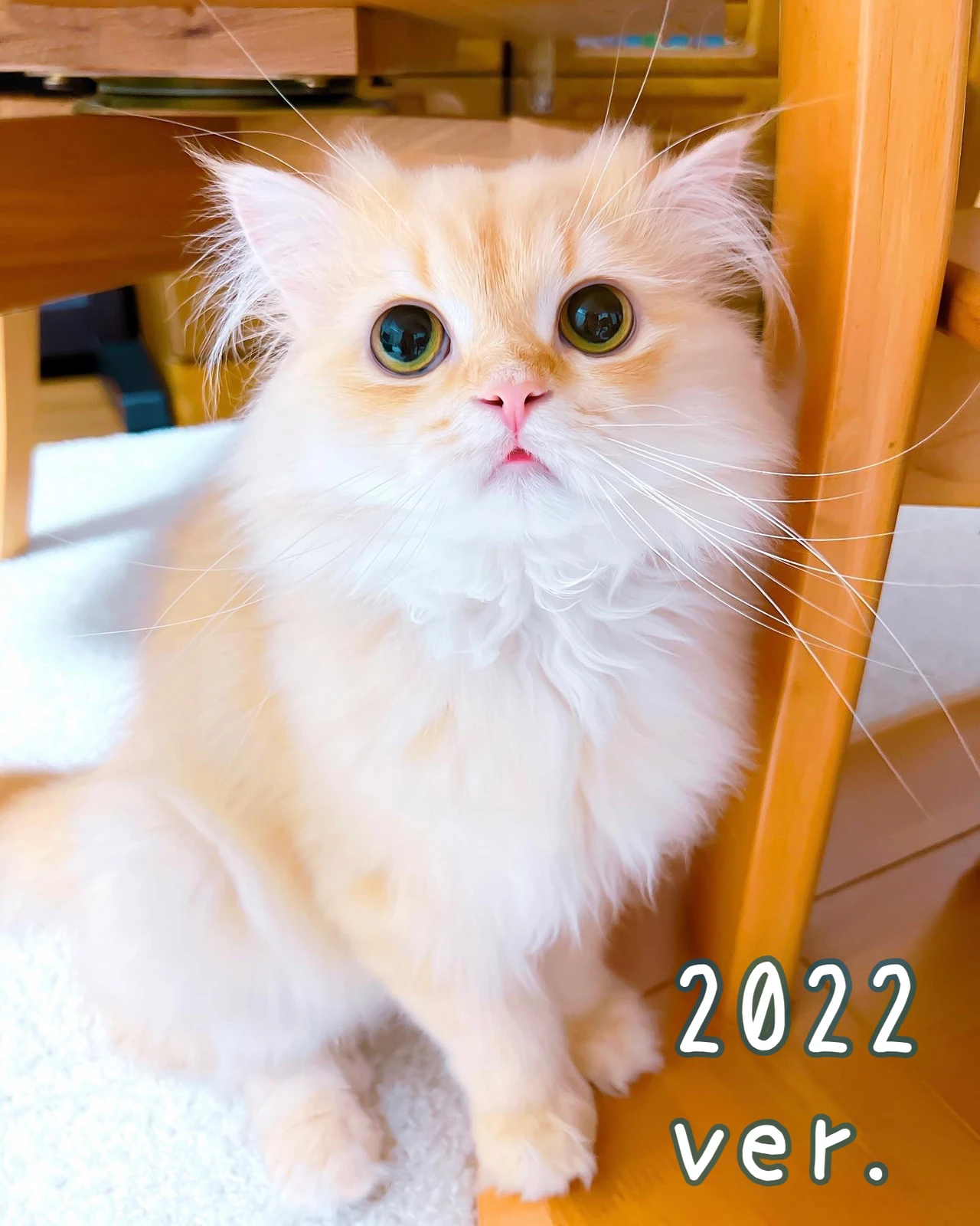 目線外し と カメラ目線 どっちが好きにゃ ぺーちゃん ペルシャ猫が投稿したフォトブック Lemon8