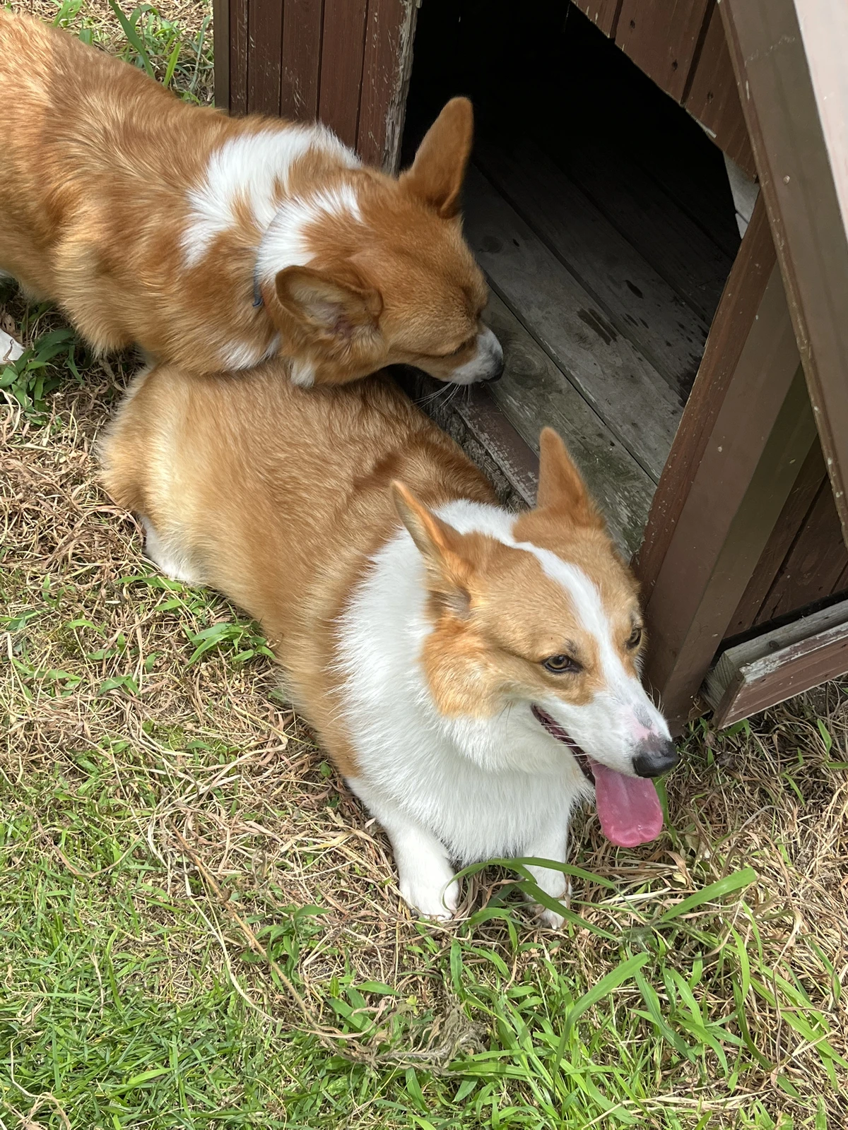 お出かけ先でぐったり犬 エリー216が投稿したフォトブック Lemon8