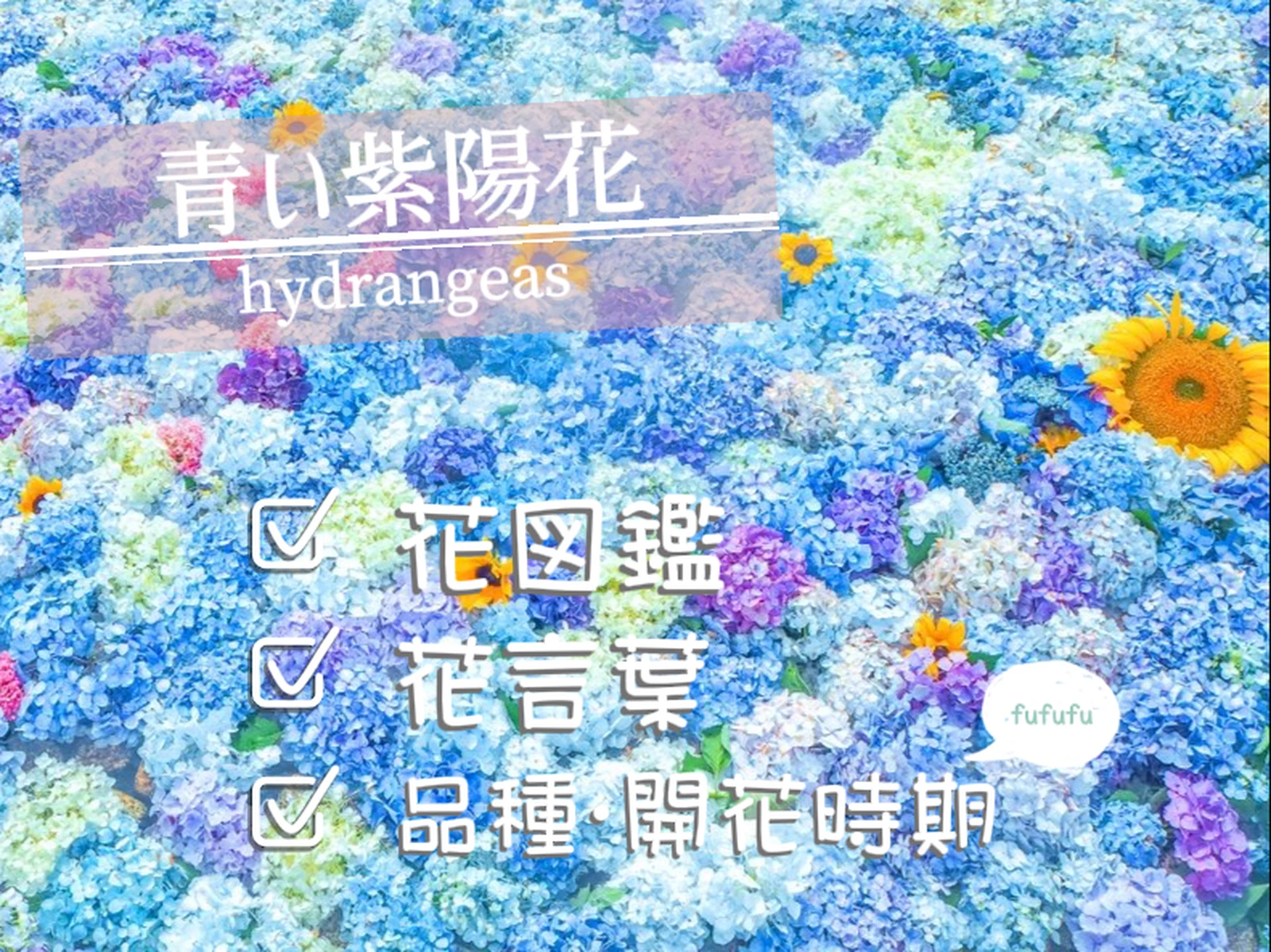 今回の花図鑑は青い紫陽花 青い紫陽花の見頃は過ぎましたが 蒼灯 ゆめかわ花図鑑 が投稿したフォトブック Lemon8