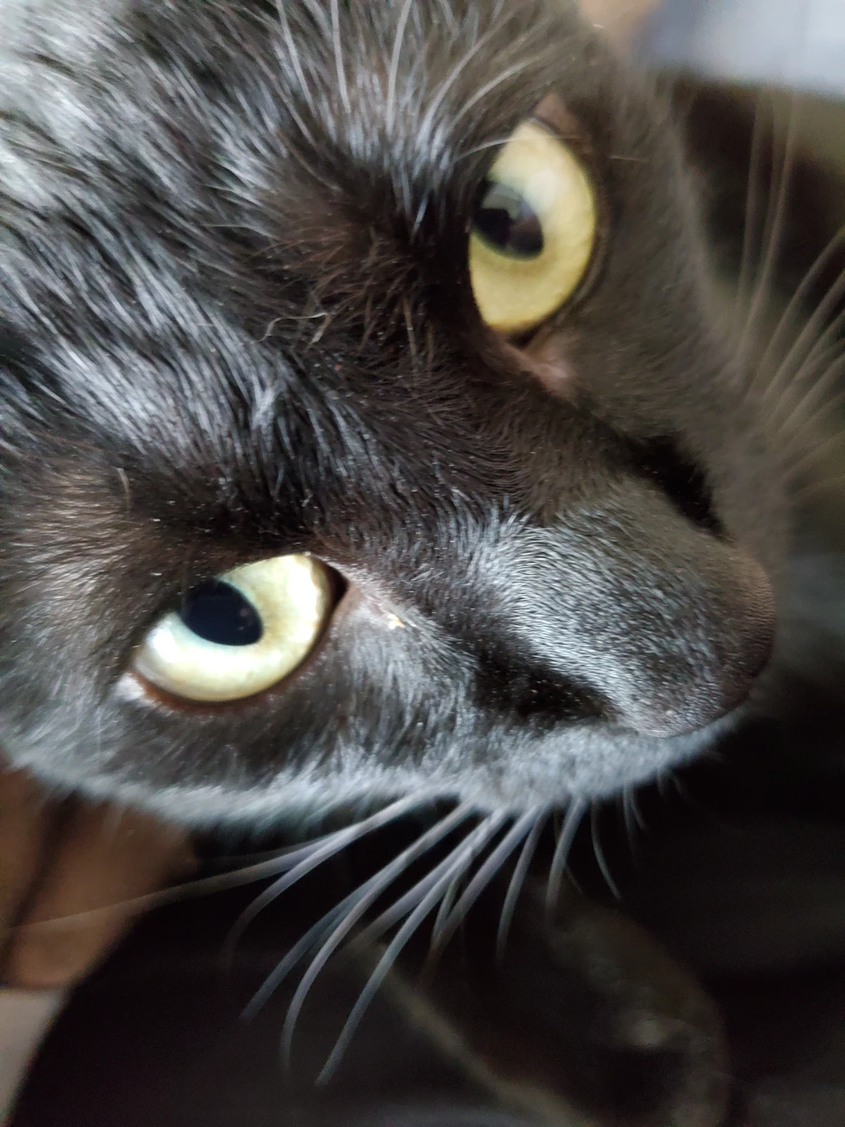 イケメン猫様への感謝 ひぃ1が投稿したフォトブック Lemon8 イケメン猫様への感謝 ひぃ1が投稿したフォトブック Lemon8