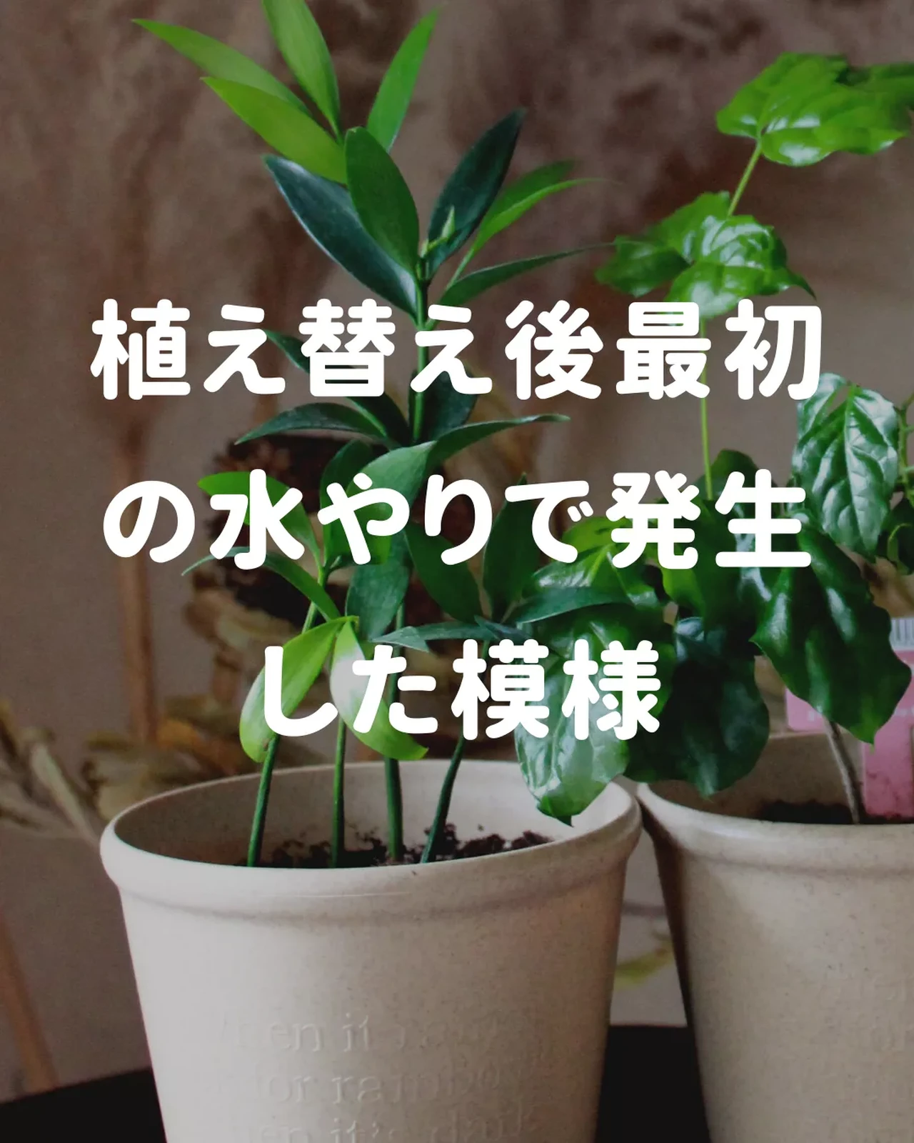 え コバエええぇ 100均ではじめる観葉植物 らーちゃん 100均観葉植物が投稿したフォトブック Lemon8