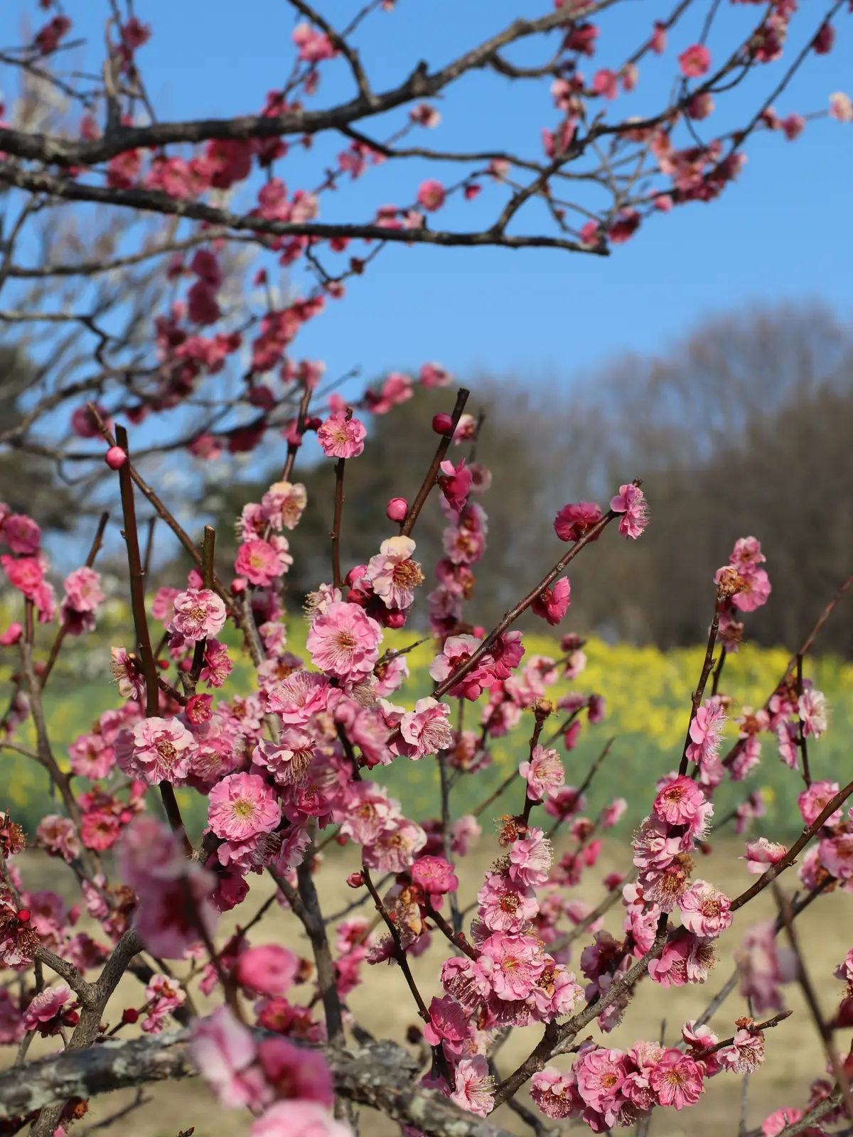 茨城 国営ひたち海浜公園の花畑 May And Hanaが投稿したフォトブック Lemon8