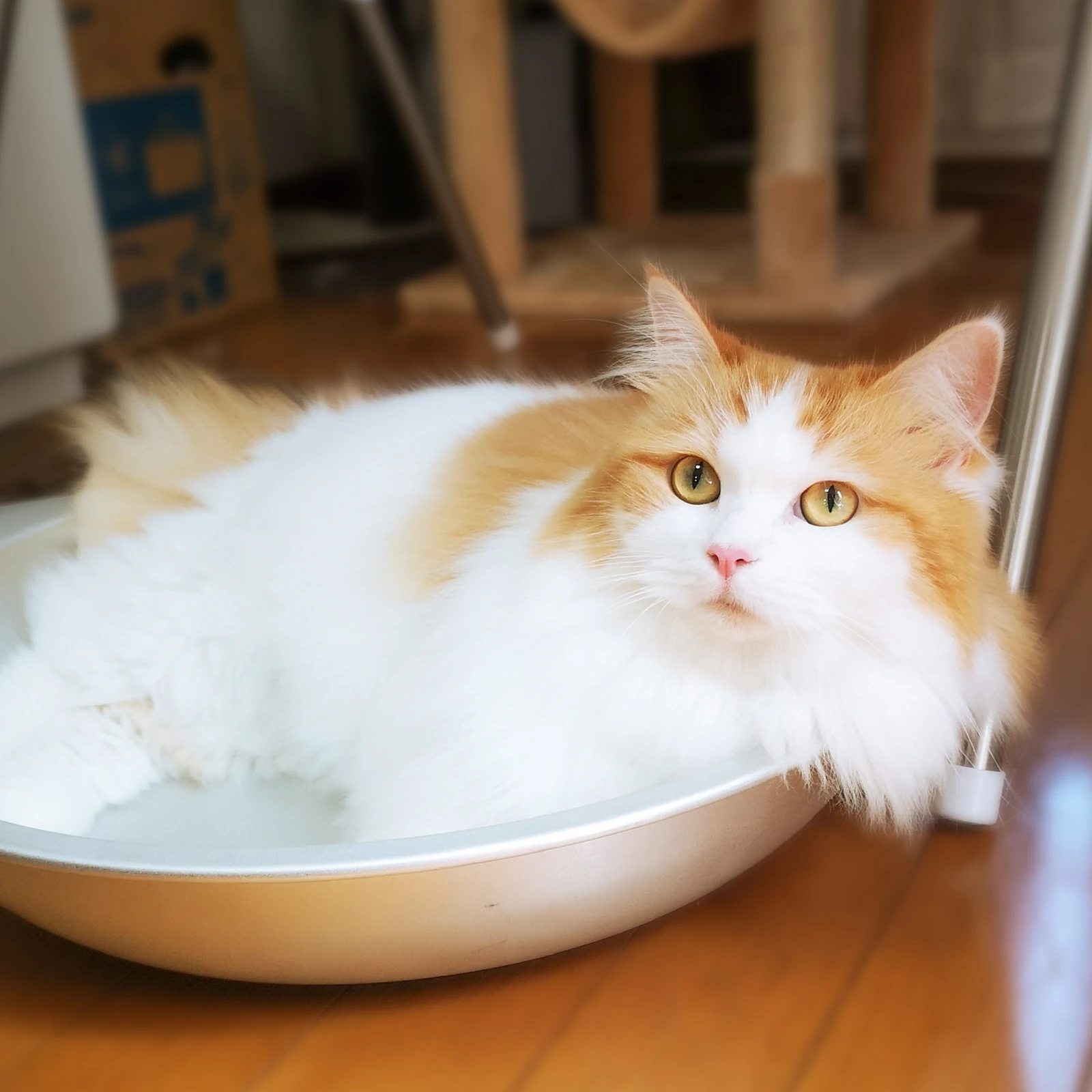 猫鍋 Lemon8 猫鍋 Lemon8