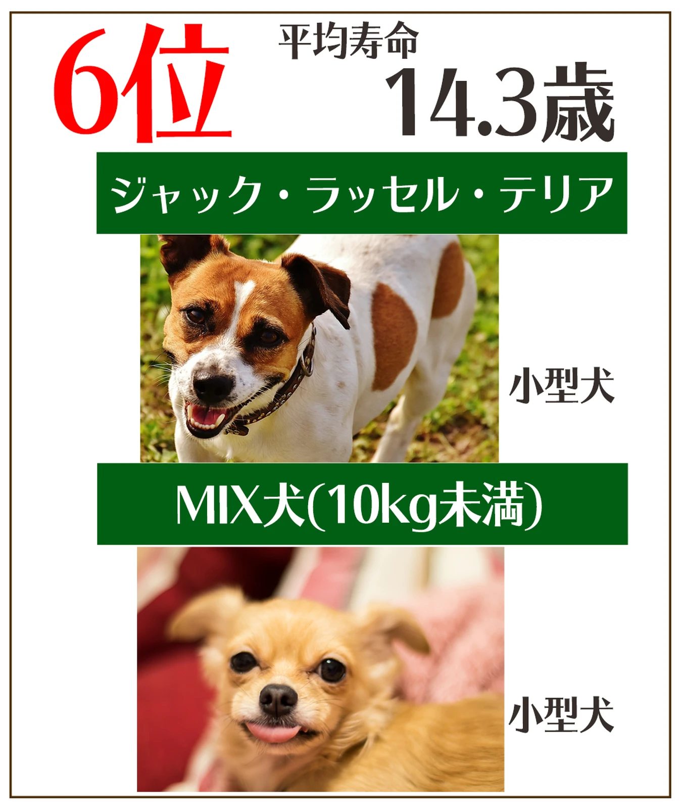 犬の犬種別の長生きランキング 犬ラブメディア部が投稿したフォトブック Lemon8