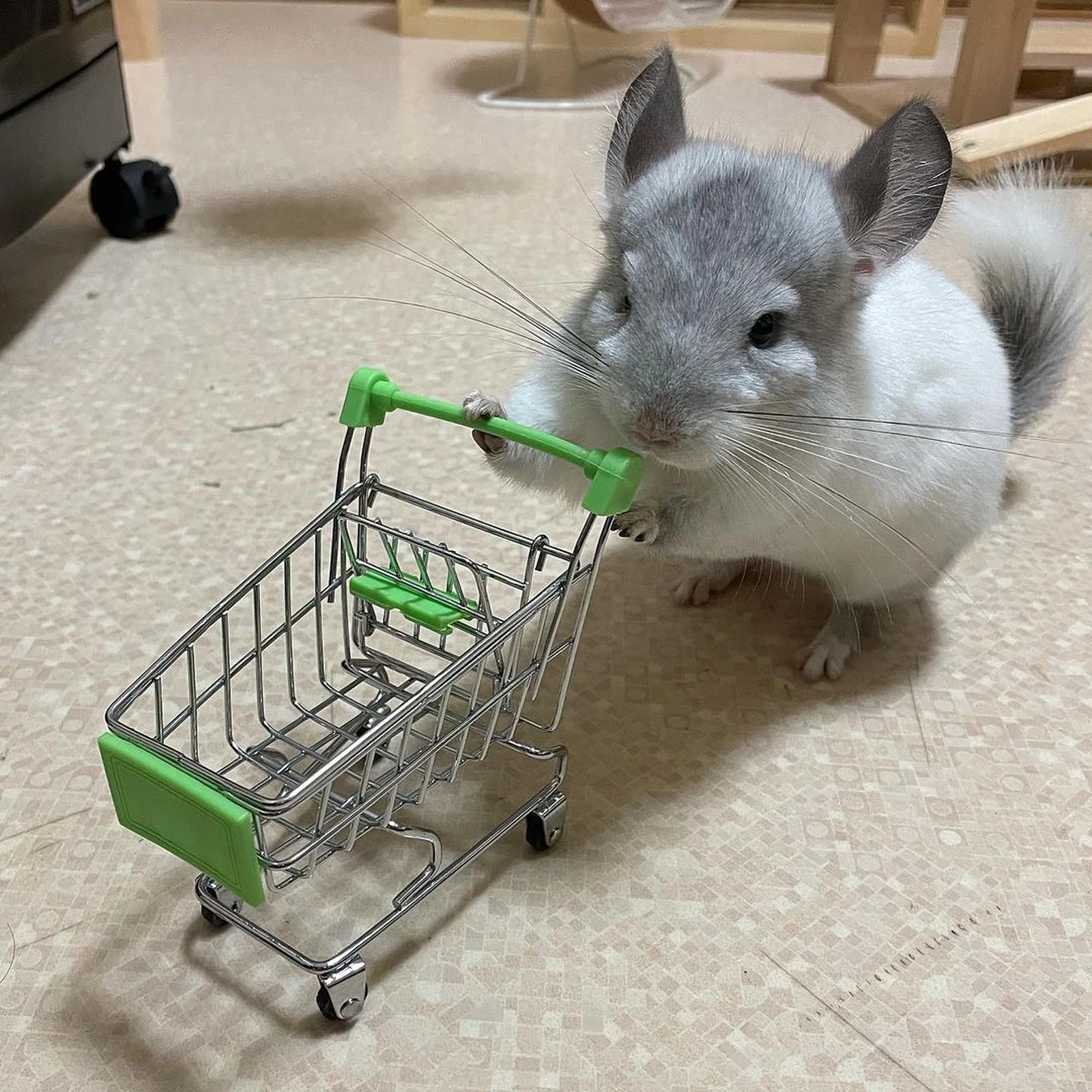 お買い物上手なチンチラのぱおちゃん みんなのスモールアニマルが投稿したフォトブック Lemon8