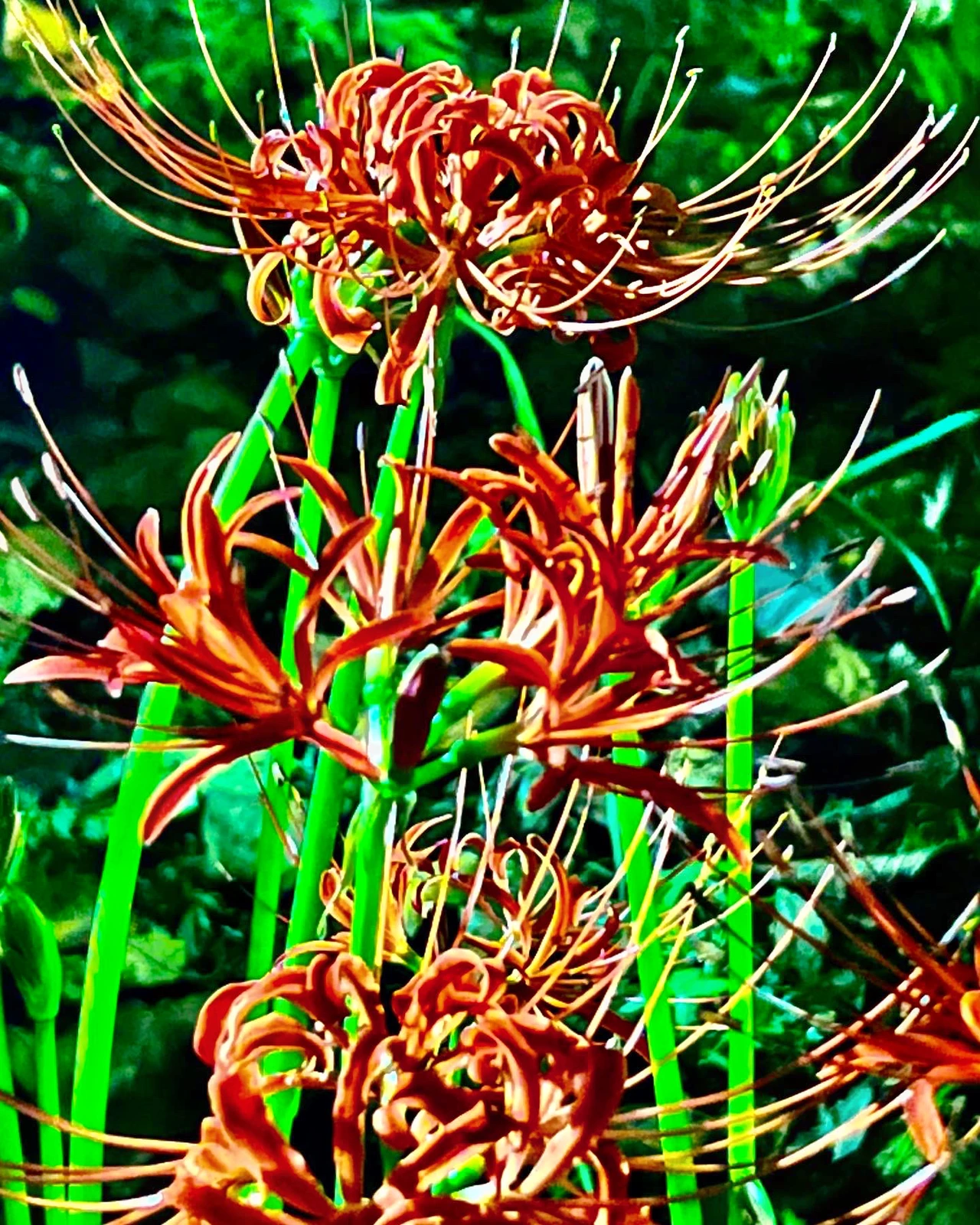 茨城県行方市 西連寺 彼岸花 花言葉 情熱 再会 悲しい思い出 まだ少し早かったです W Hiroxが投稿したフォトブック Lemon8