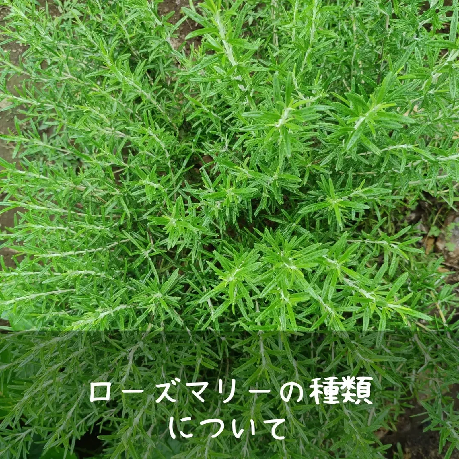 ローズマリーの種類について こもれびが投稿したフォトブック Lemon8