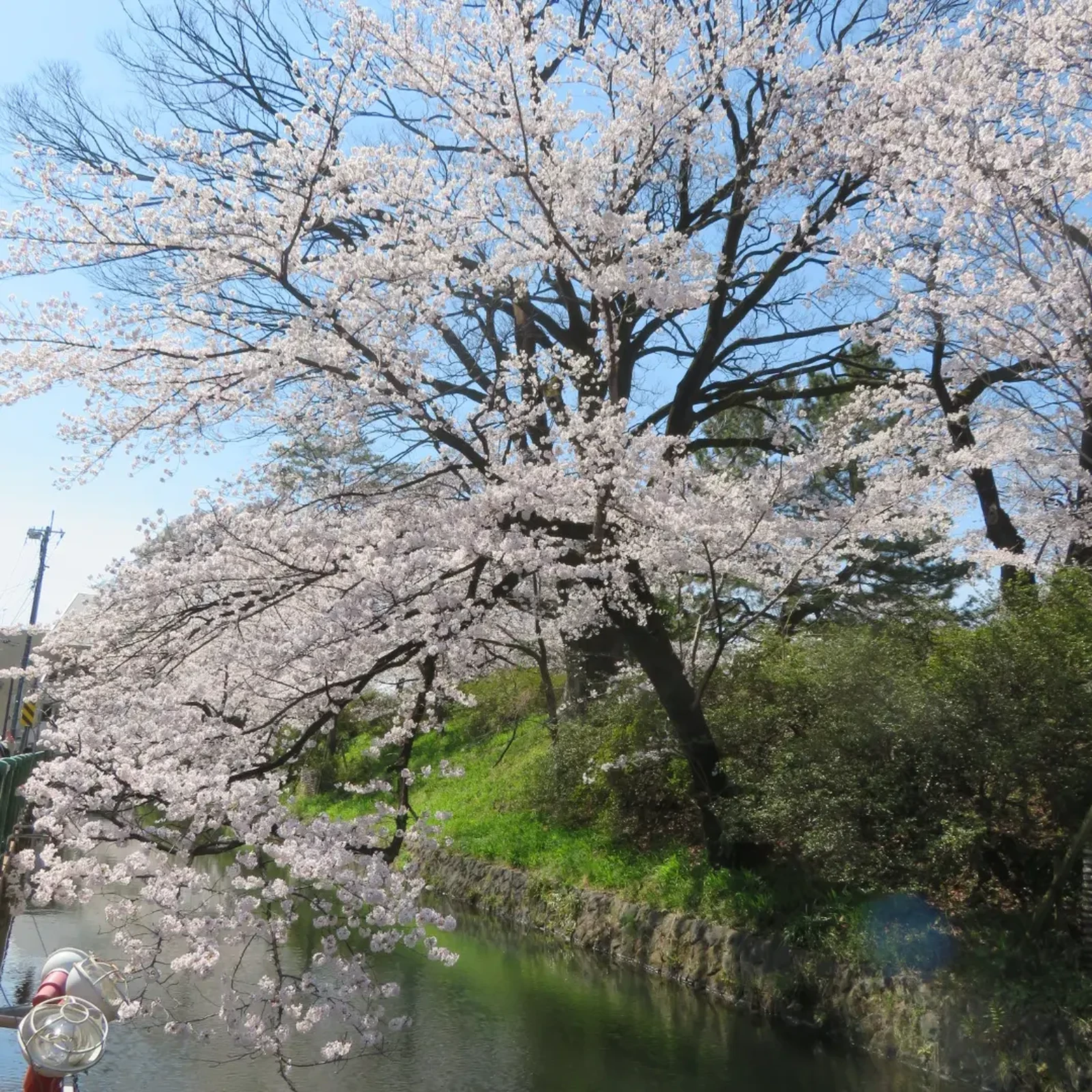 高崎城址お堀端にて Teruru Hが投稿したフォトブック Lemon8