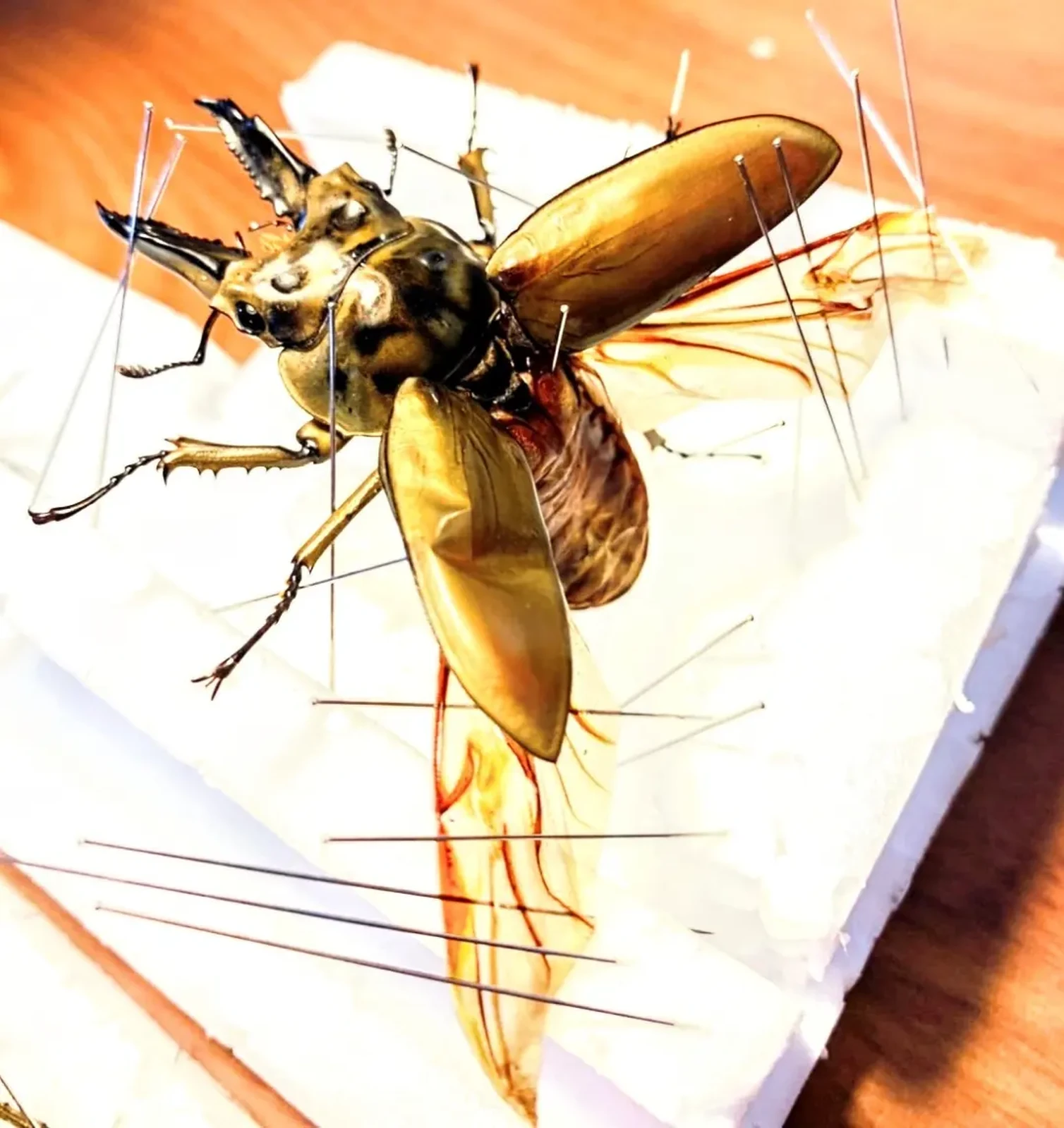 オウゴンオニクワガタ昆虫標本 いっぱい居るので閲覧注意 昆虫標本てんそく 苔丸が投稿したフォトブック Lemon8