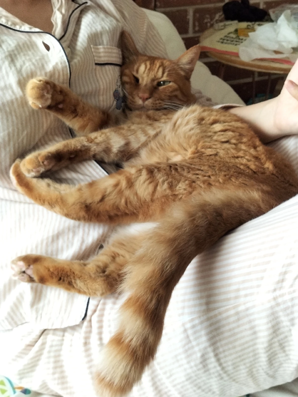 まったり甘え猫 猫好きおばさんが投稿したフォトブック Lemon8