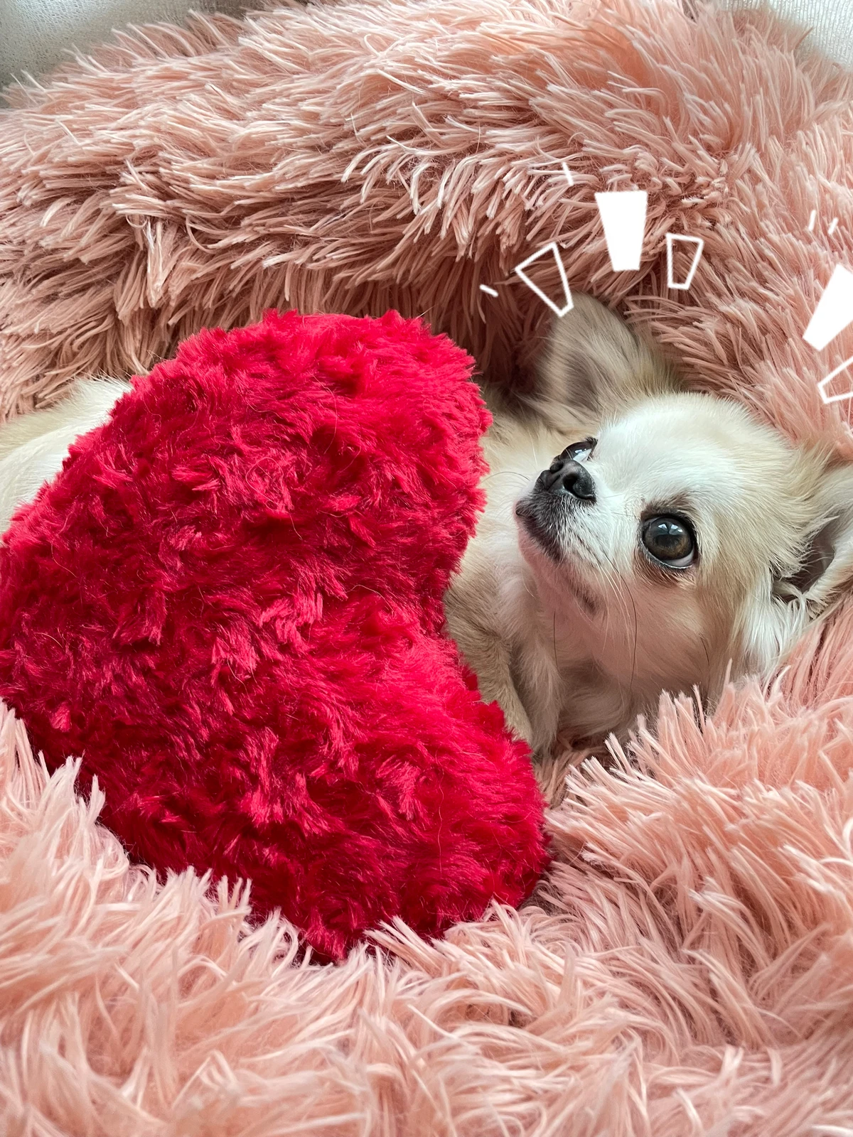 甘え上手なラブリーチワワ ももあろが投稿したフォトブック Lemon8