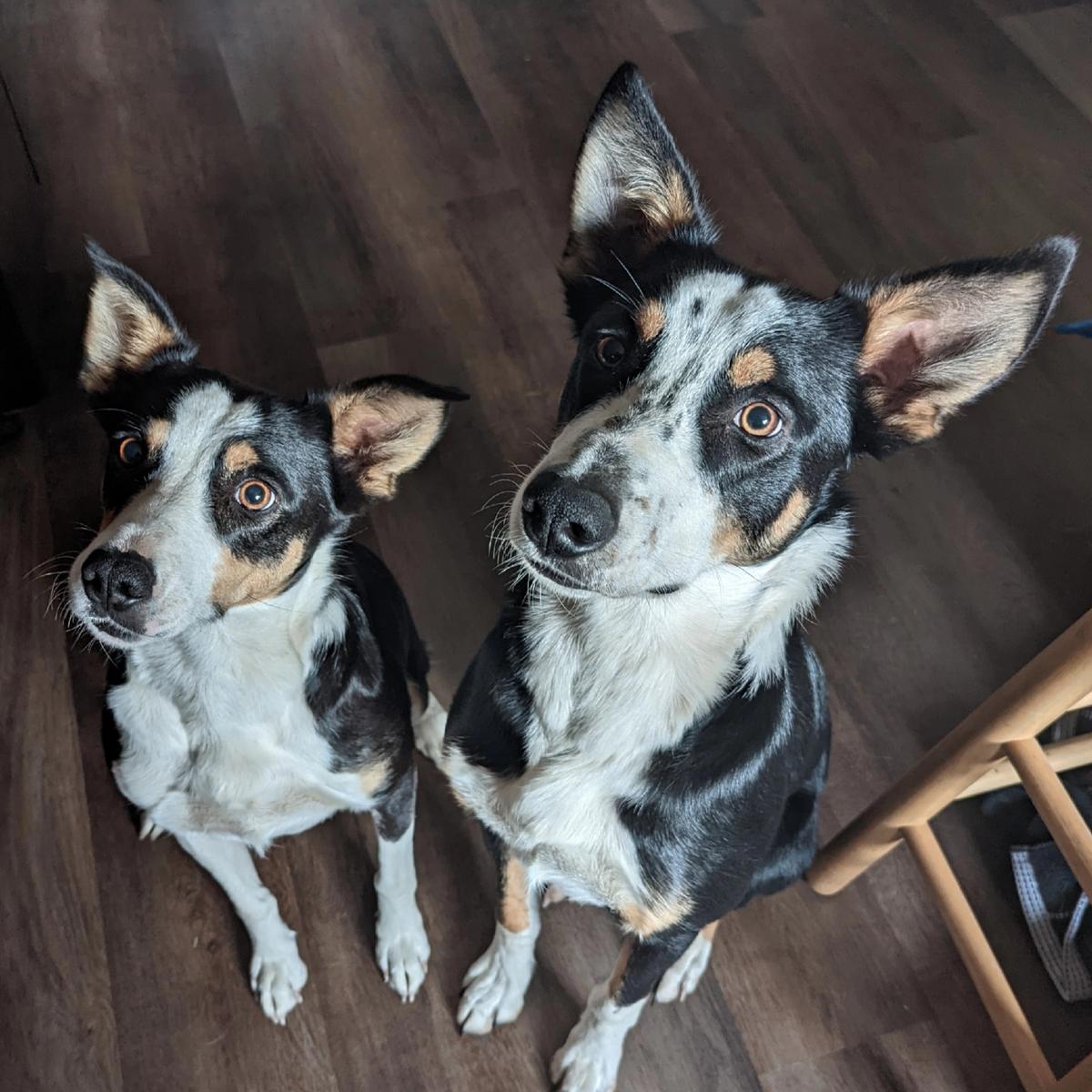 2 Crazy Dogs's images