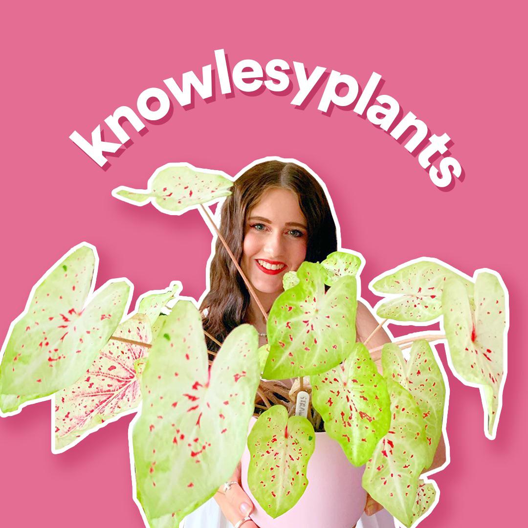 Knowlesy Plants's images