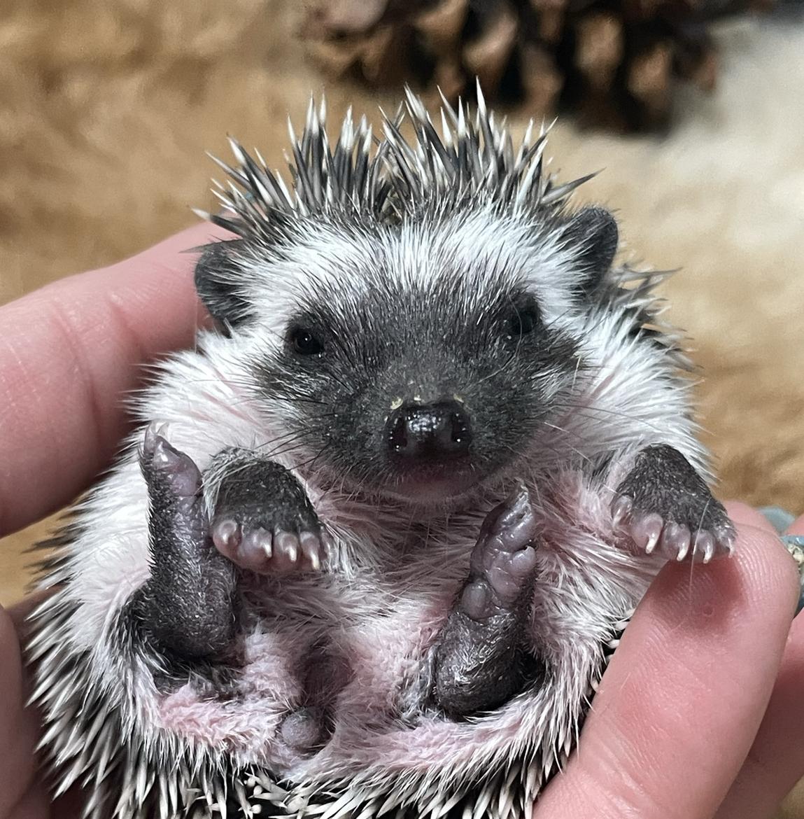 Hedgehogs WA