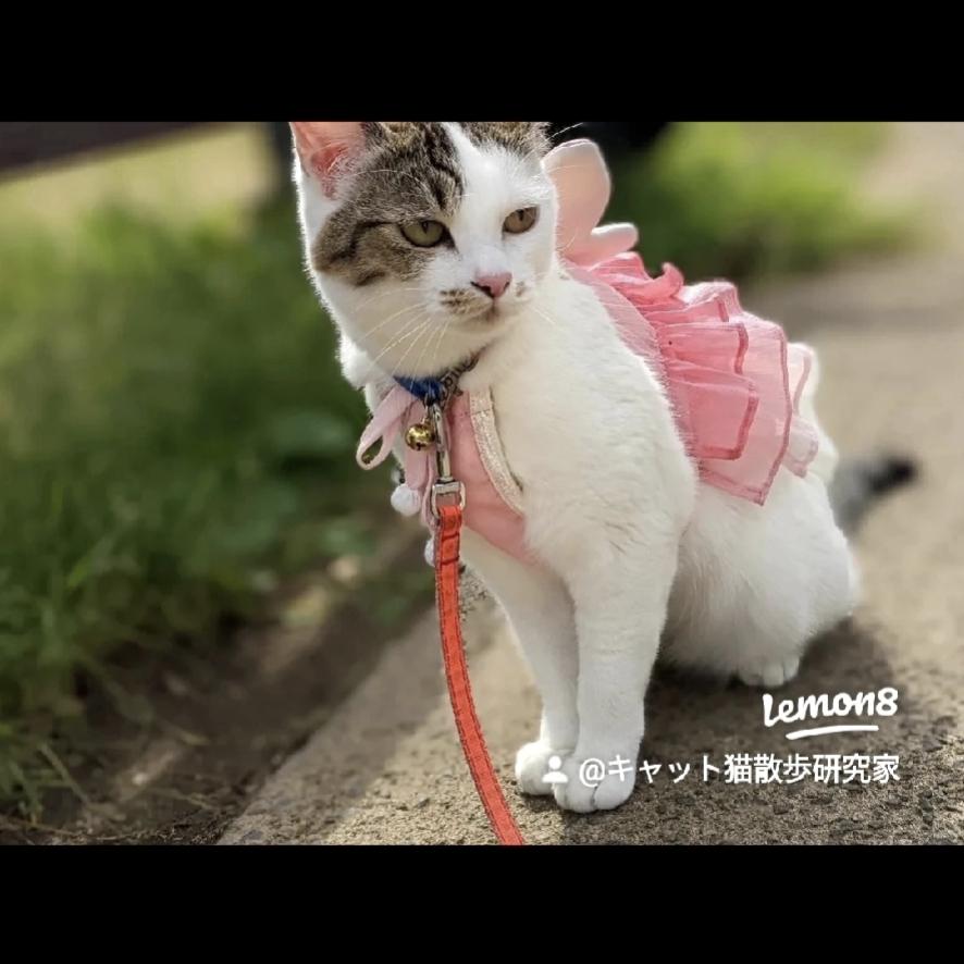 猫散歩研究家の画像