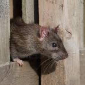 nevada the rat