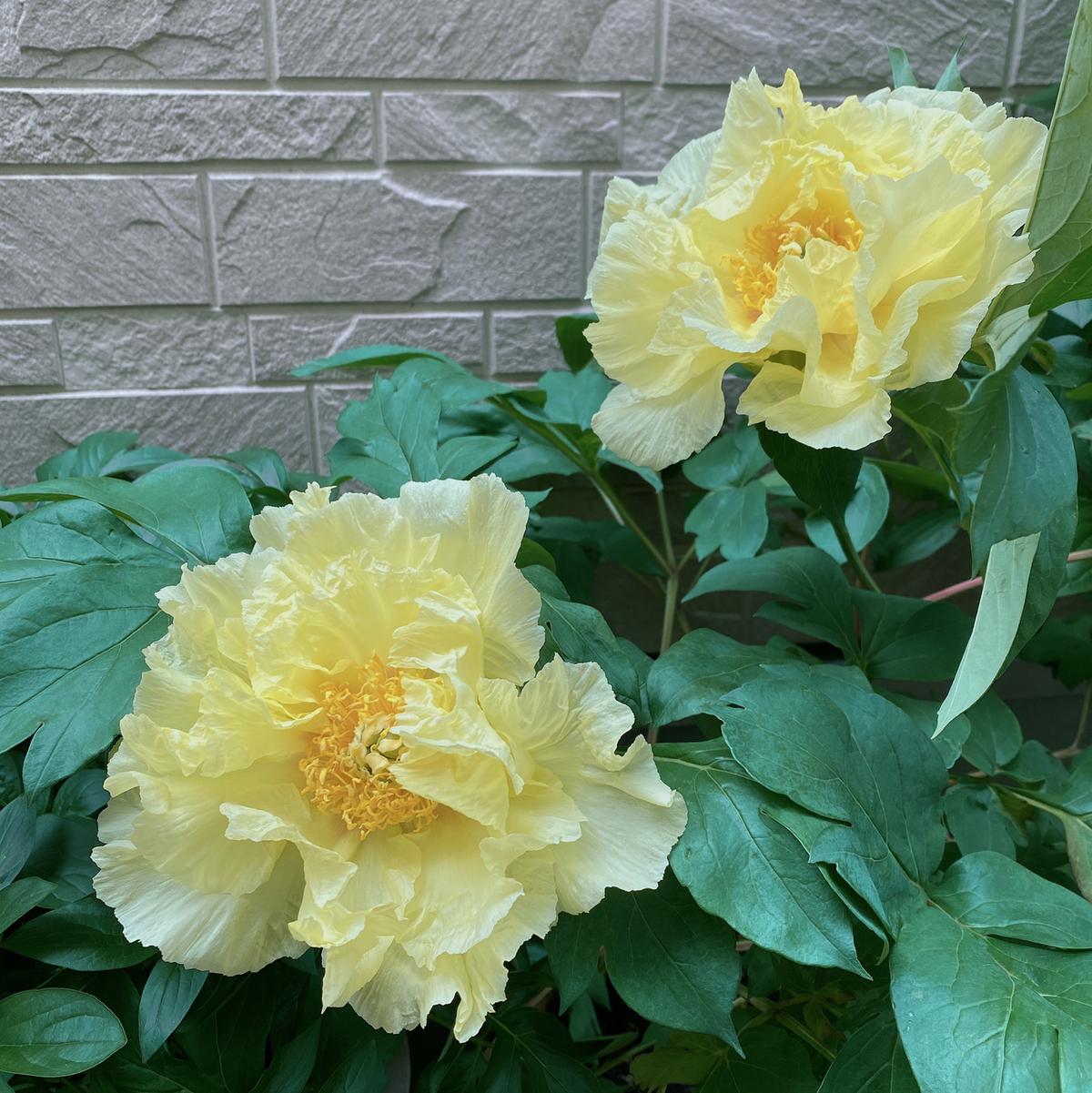 Seven7 s Post Lemon8