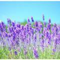 lavenderNの画像